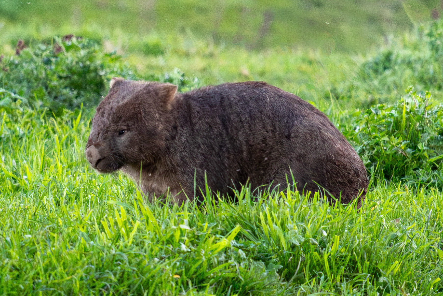 Common Wombat