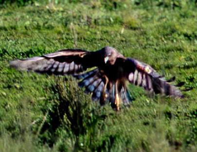 Wedgetailed Eagle