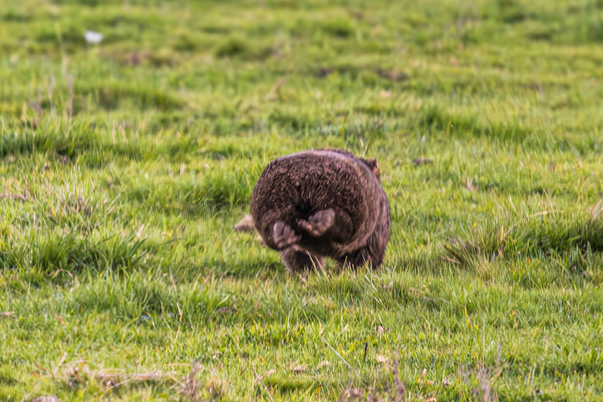Making a run for it