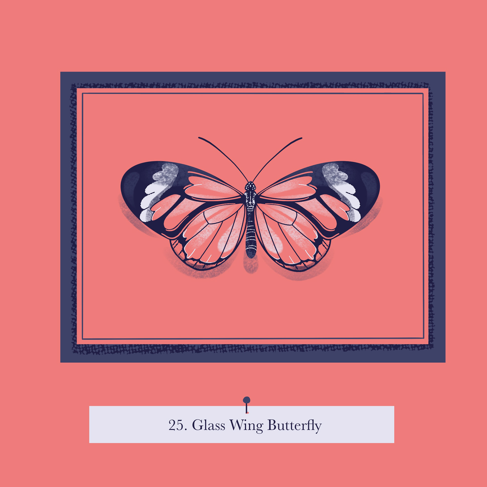 A glass wing butterfly mounted in a shadow box