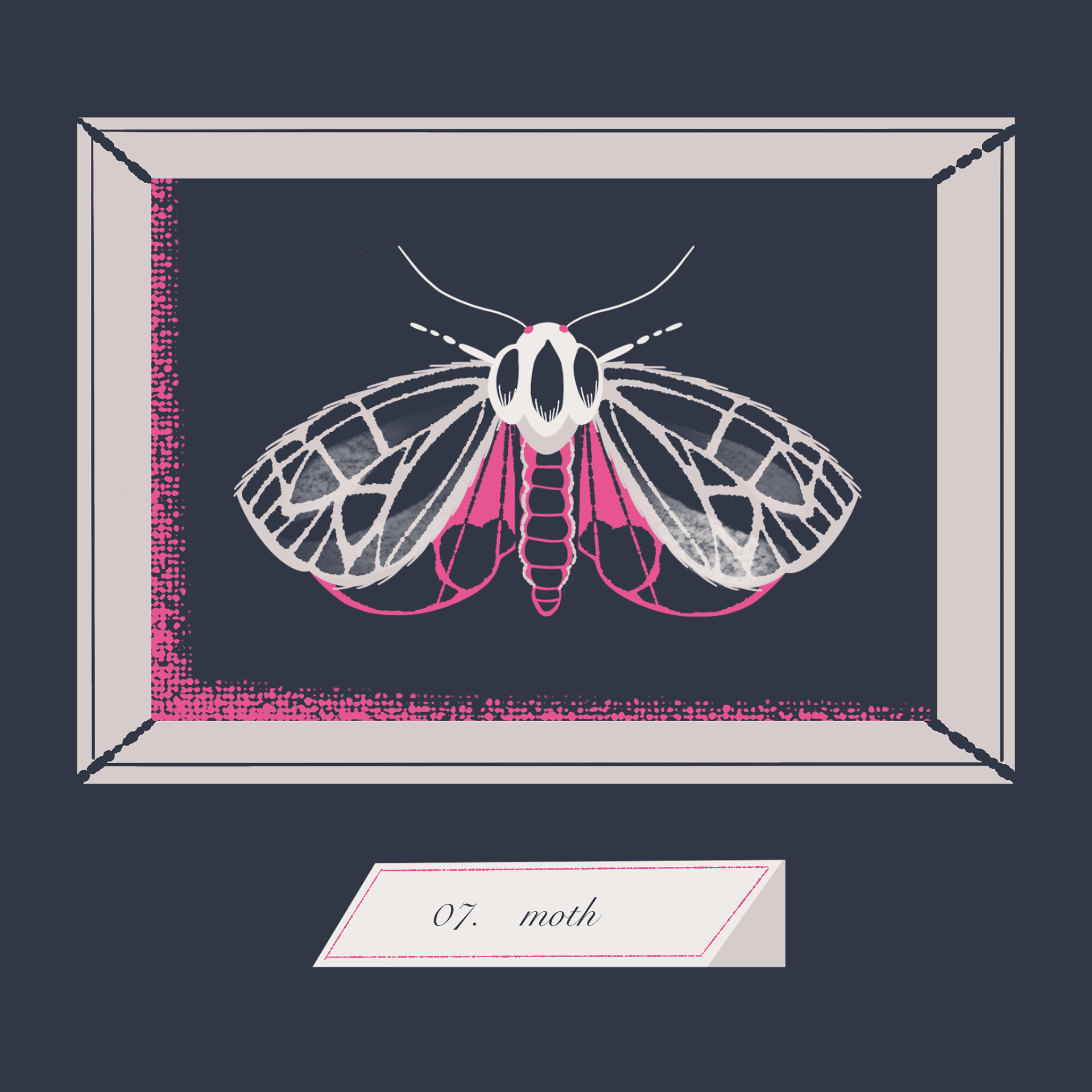 A moth mounted in a shadow box for display