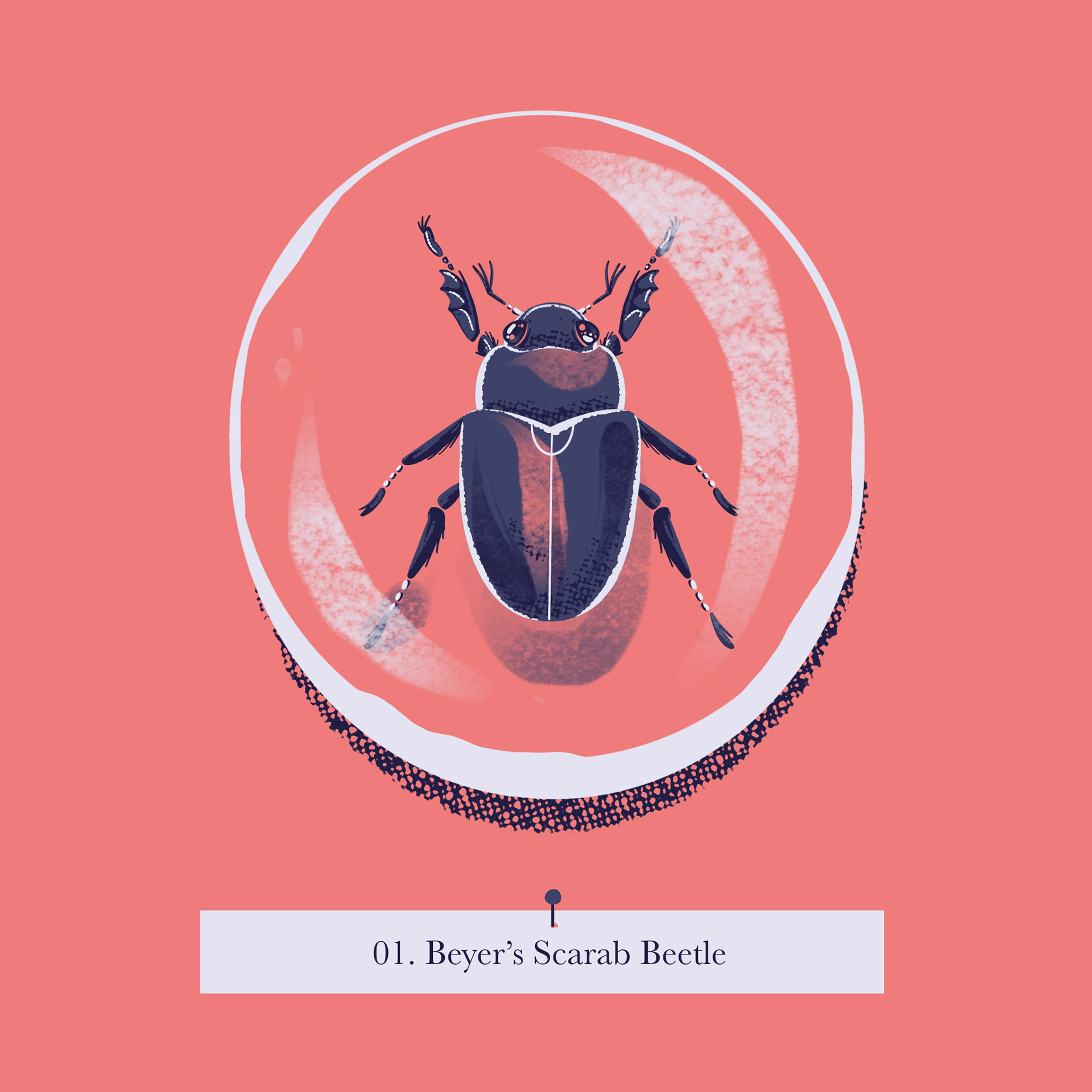 A beyer's scarab beetle encased in resin
