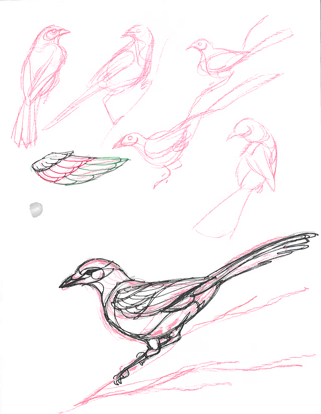 Scrub-Jay Sketches