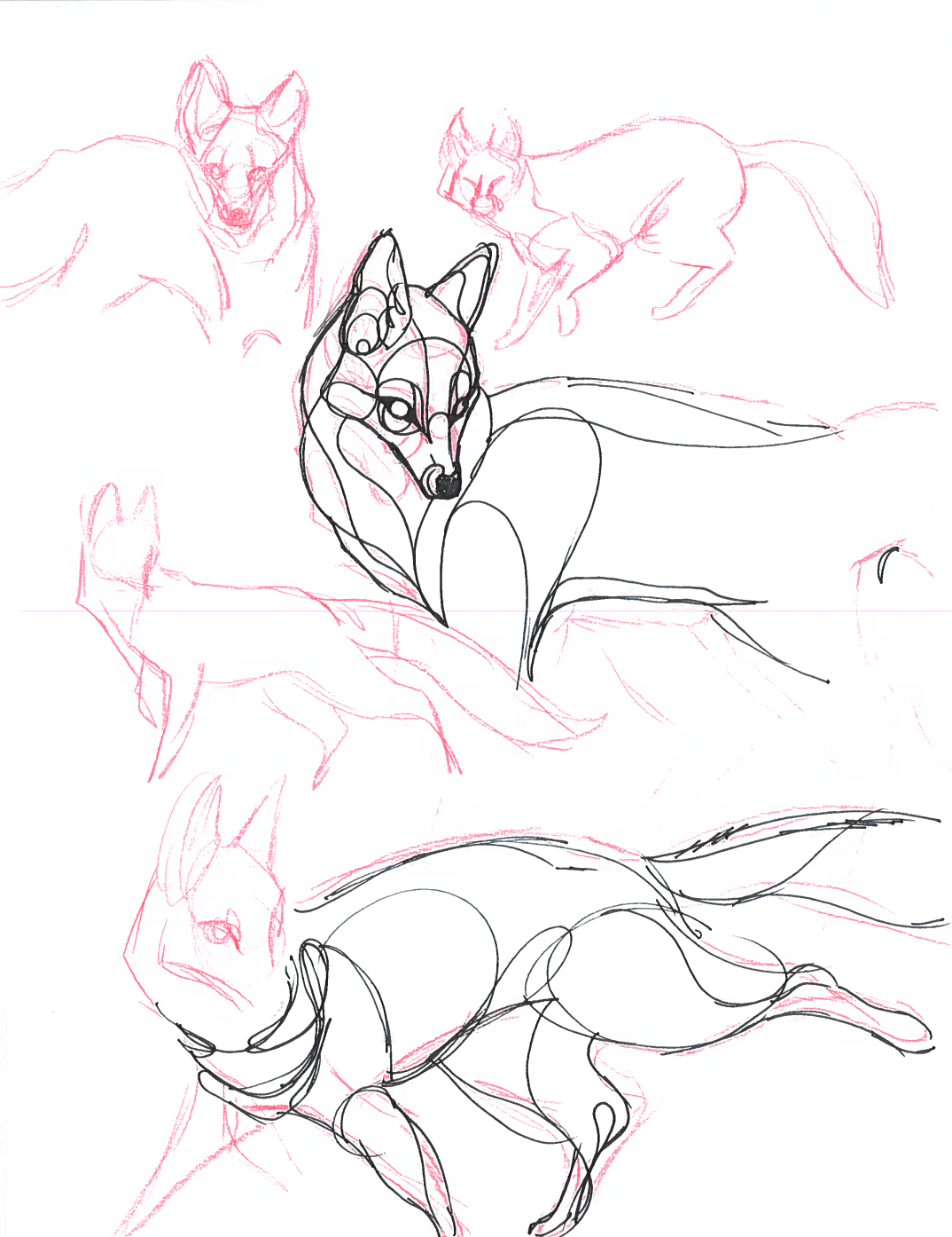 Gray Fox Sketches