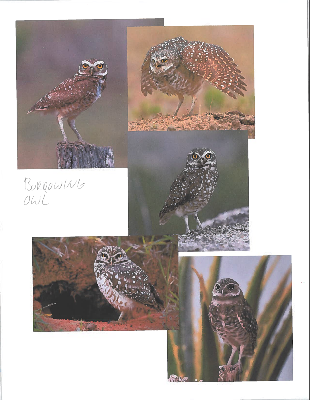 Burrowing Owl Reference Photos