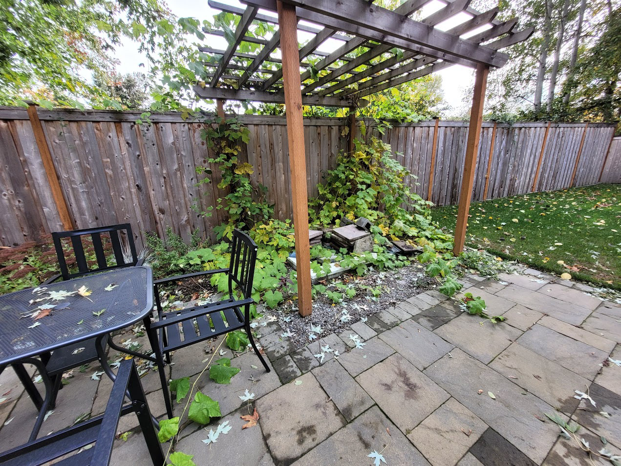 Full context from original assessment before beginning cleanup and grape removal