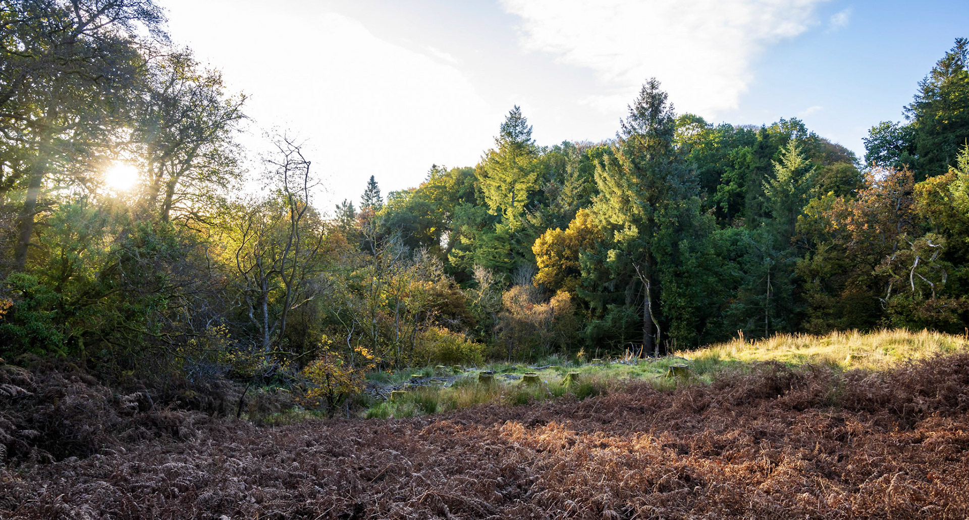 The early morning light stikes a circle of stumps bedside a small stream.