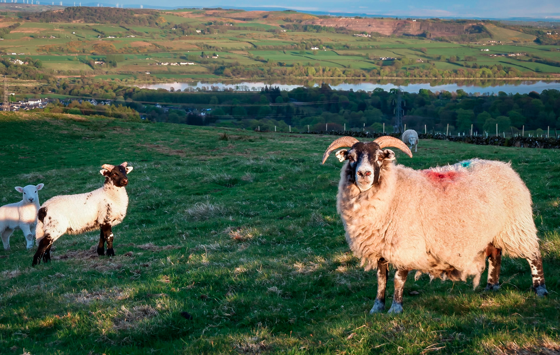 A sheep and her lambs stand their ground before Barr Loch.
