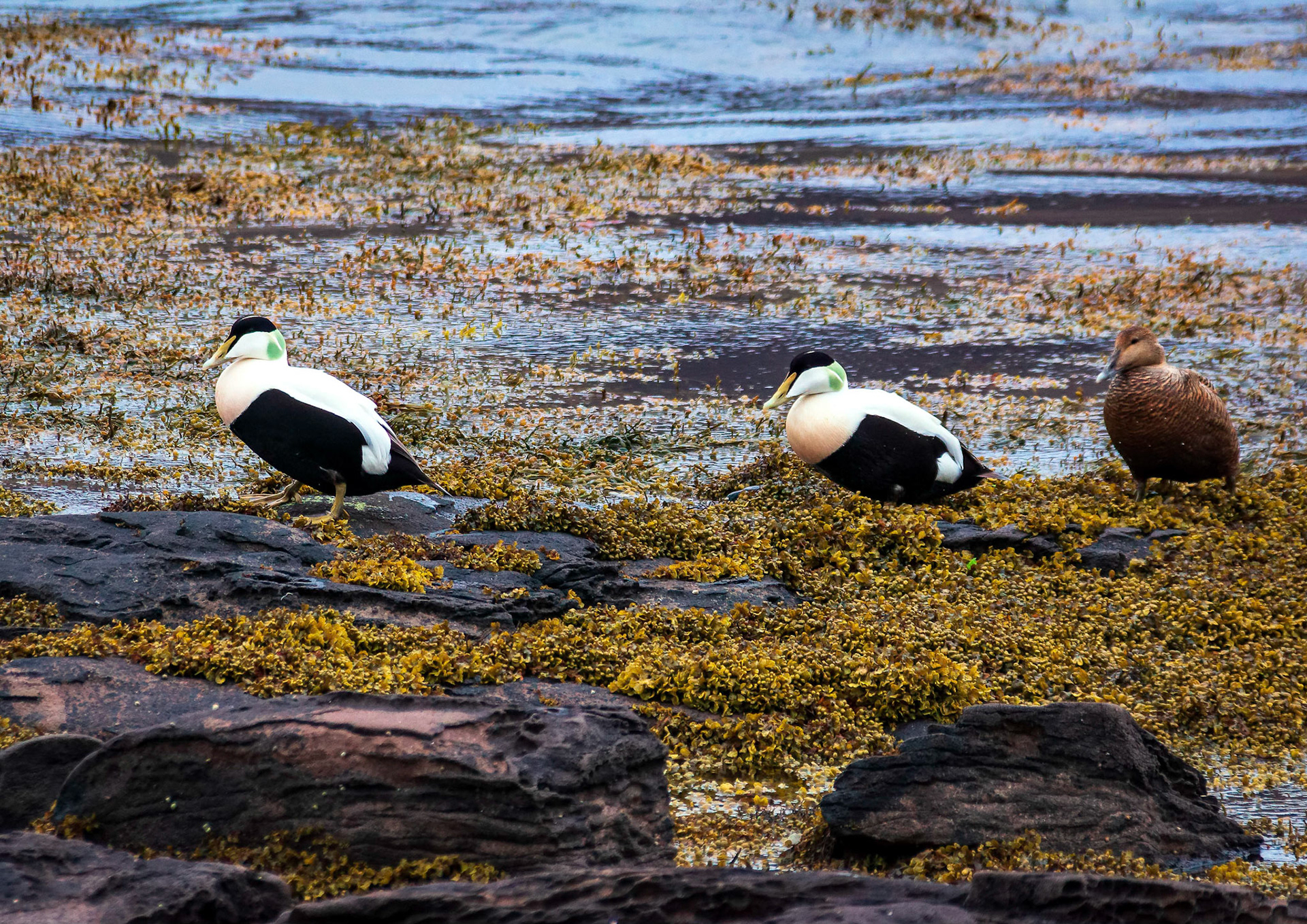 Male and female Common eider ducks make their way oou of Ísafjarðardjúp in the Westfjords area of Iceland.