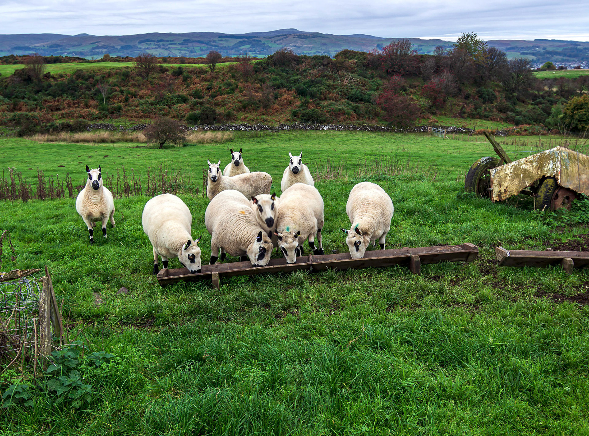 Sheep suprised feeding near a road.