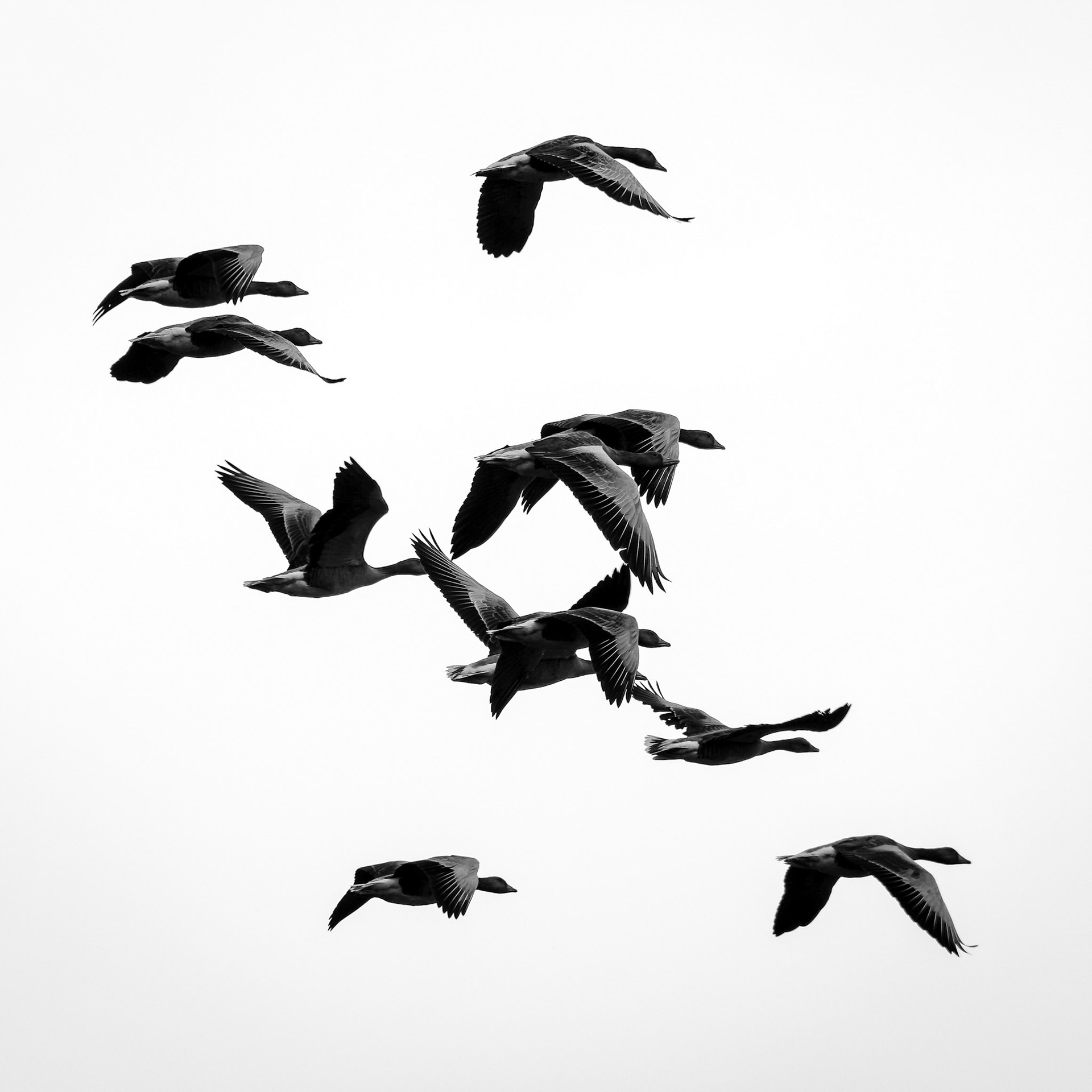 A group of geese sometimes called a wedge fly by.