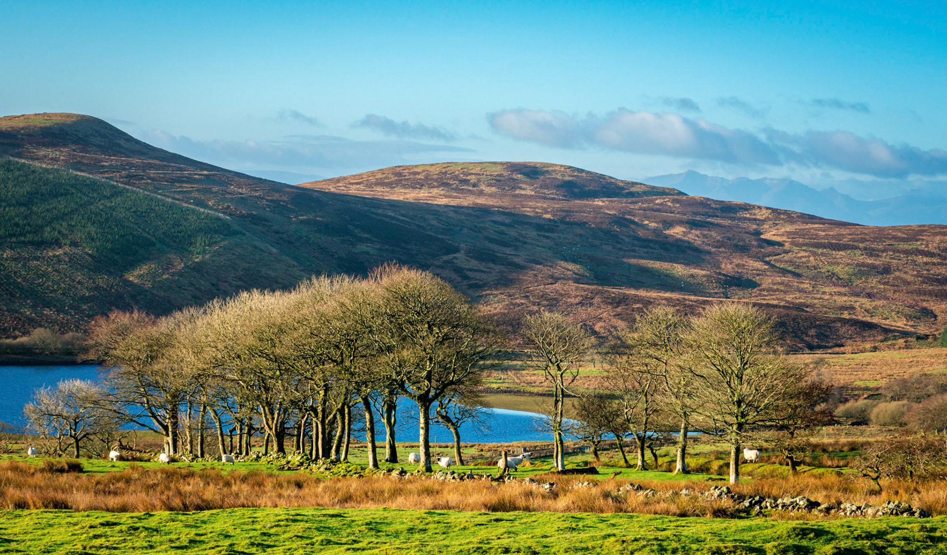 On a bright winter morning sheep grace beside Caaf Reservoir near the North Ayrshire village of Dalry.