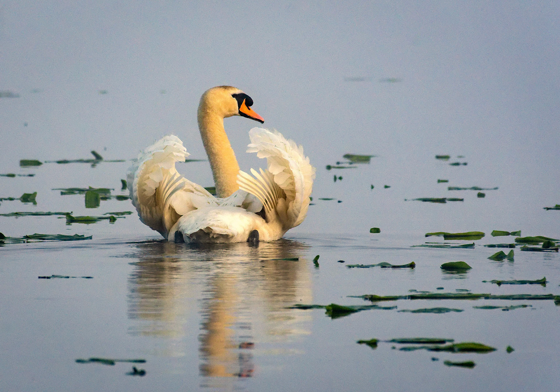 A swan adjusts its wings feathers.