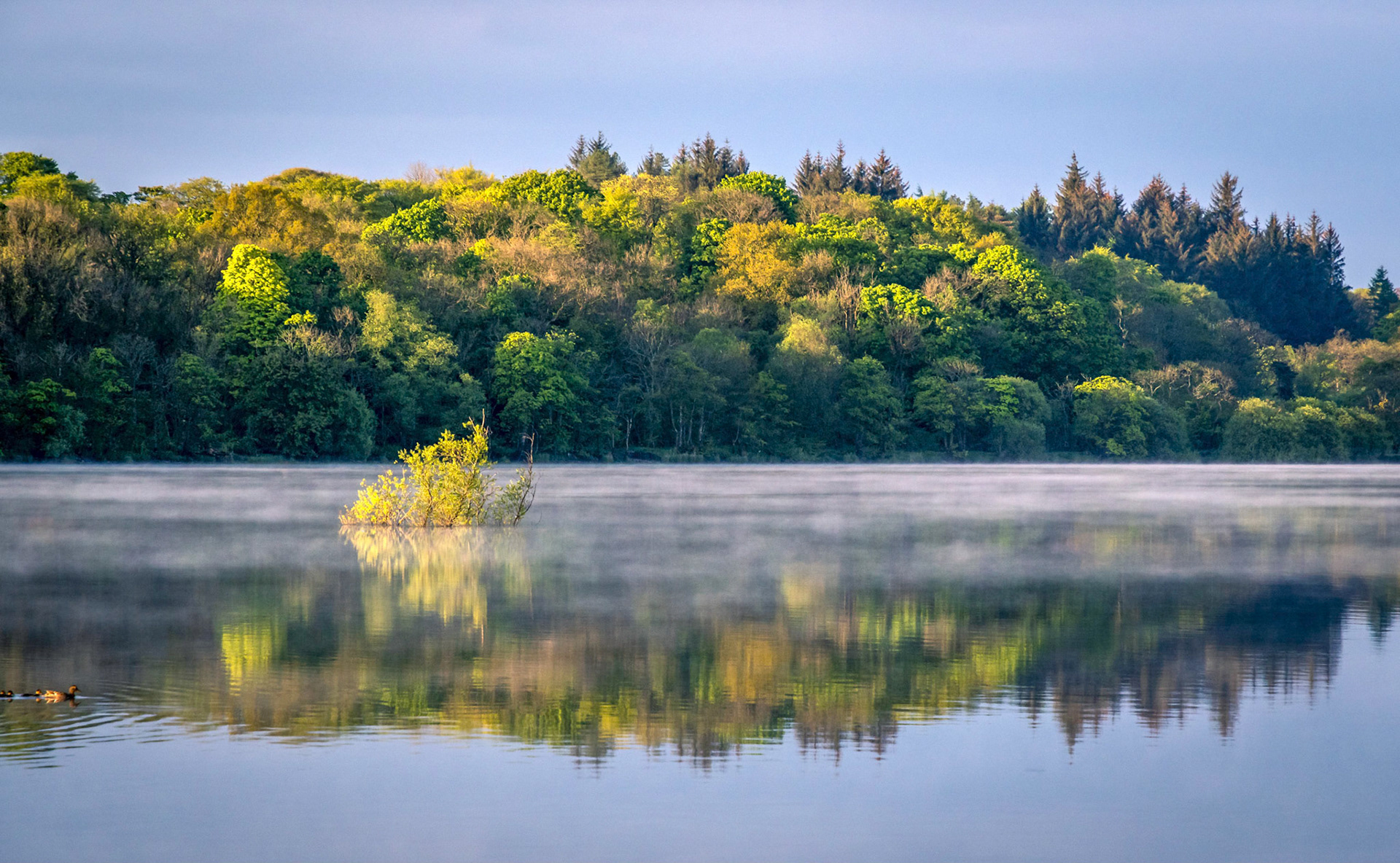 After sunrise the morning sunrise kisses the trees beside and in a Scottish Lake (Loch).