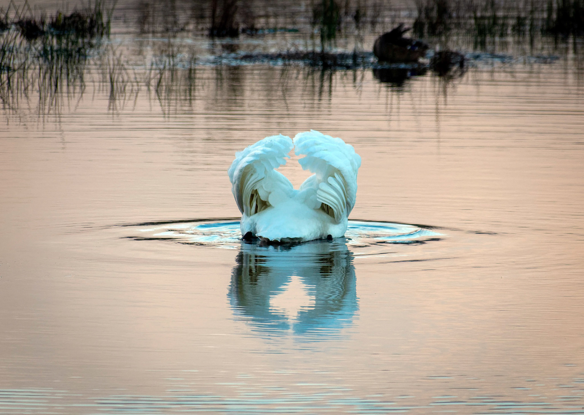 A feeding swan dips its neck into the water.