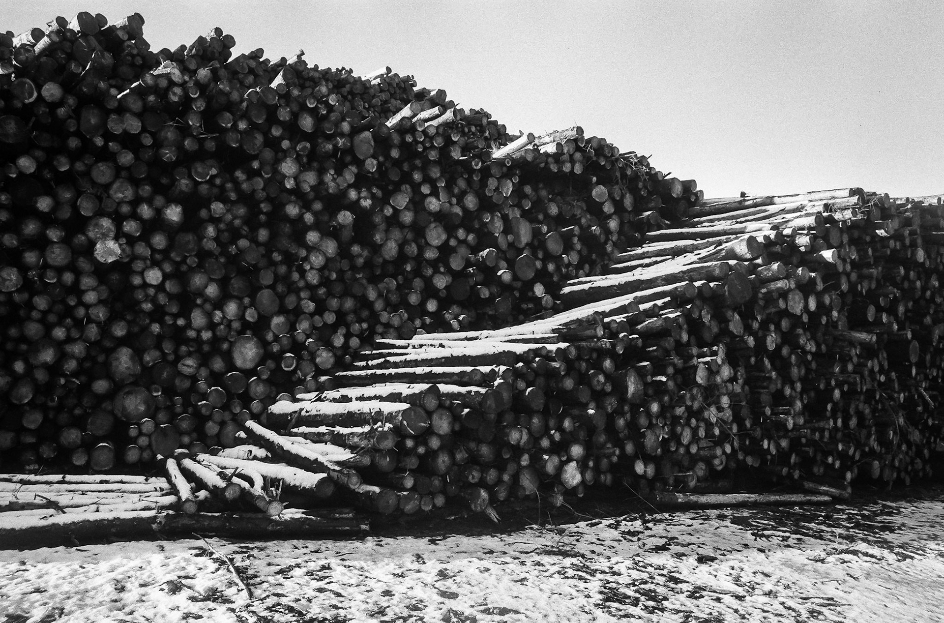 A large pile of wood logs with a light covering of snow awaits processing.