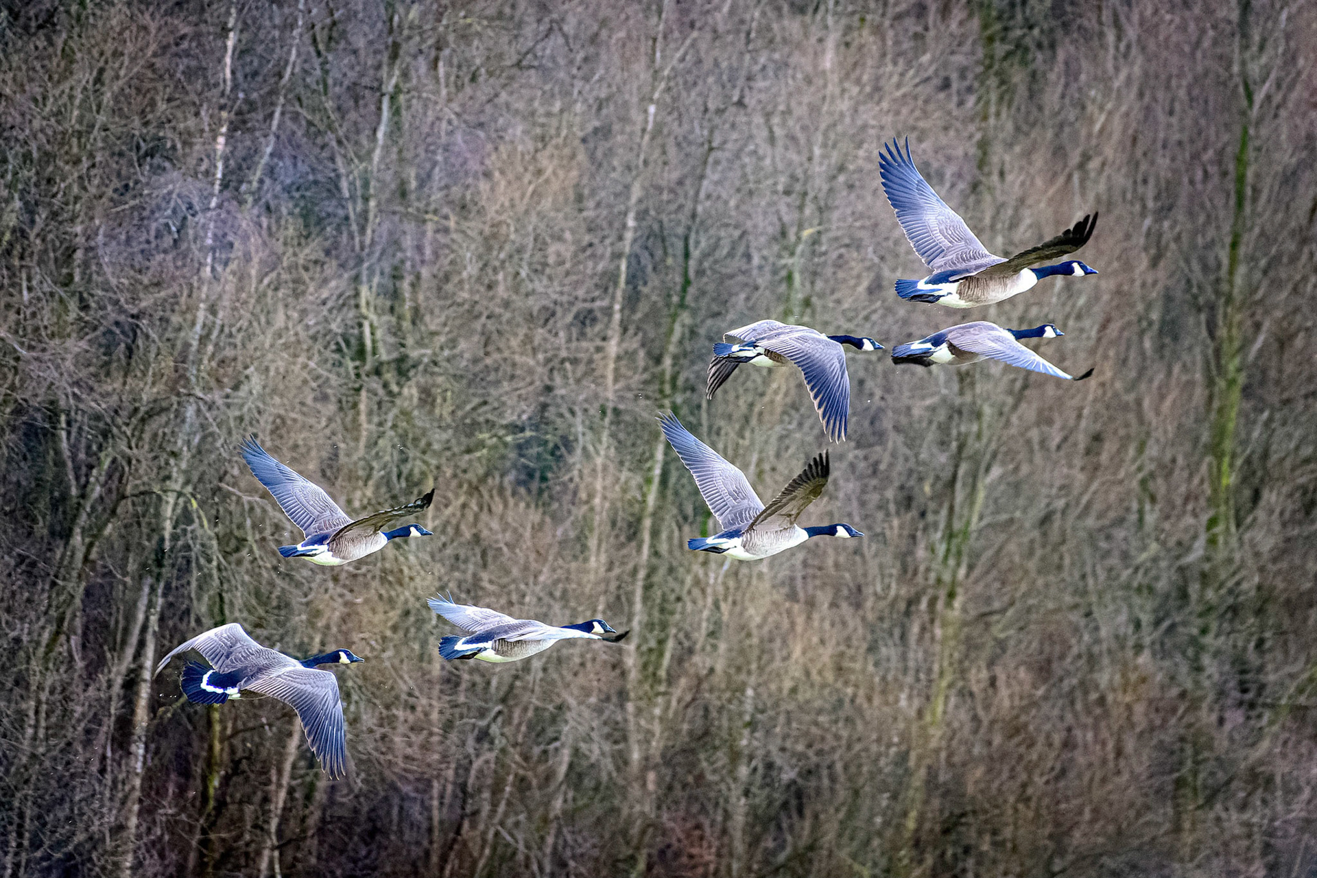 Wild geese takeoff, Black Cart Water, Howwood, Renfrewshire..