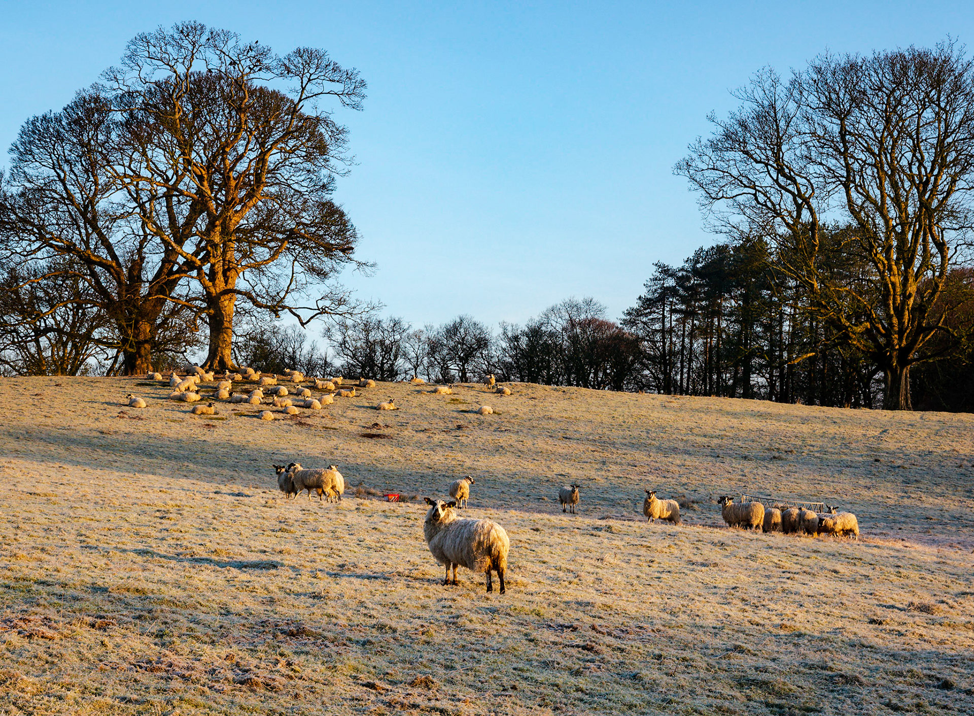 On frosty cold morning sheep bathe in the early warming golden rays of the sun.
