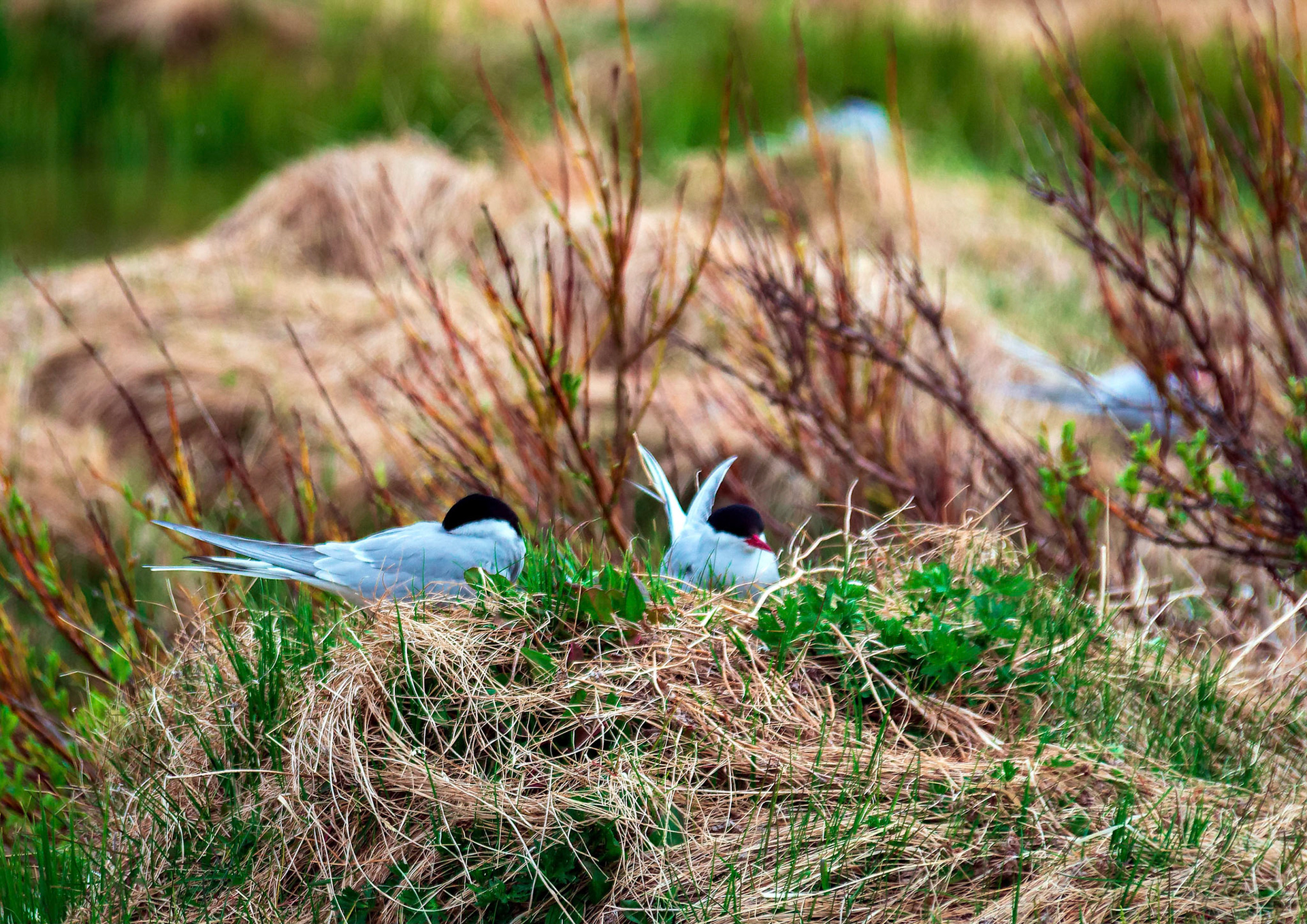 Arctic terns nest in a pond near a pond.