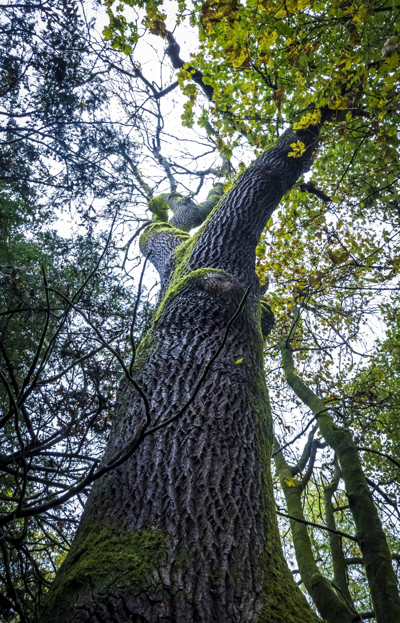 A old ridged tree reaches to the sky.