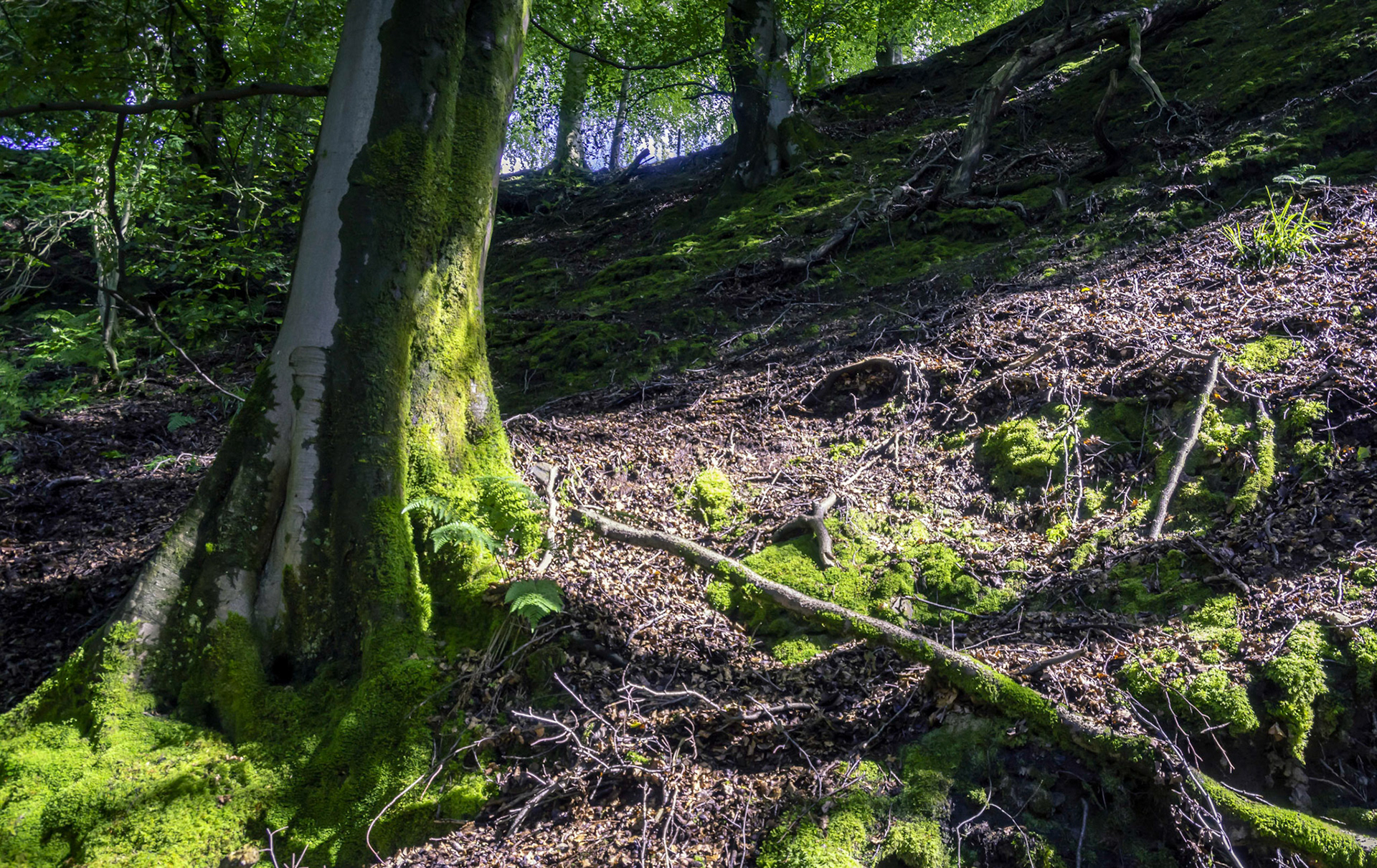 On one of the banks or the river Maich Water, this side is in the Renfrewshire side near Lochwinnoch.