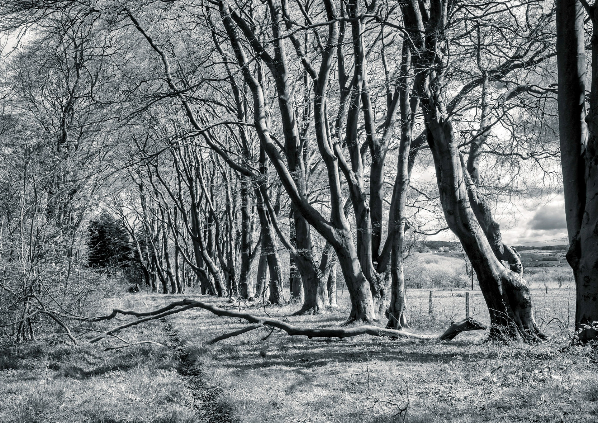On exercise near where I live a line of trees with one fallen branch breaking the path.