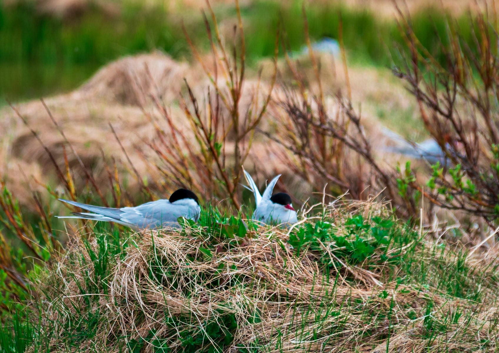 Arctic terns nest in a pond near a pond.