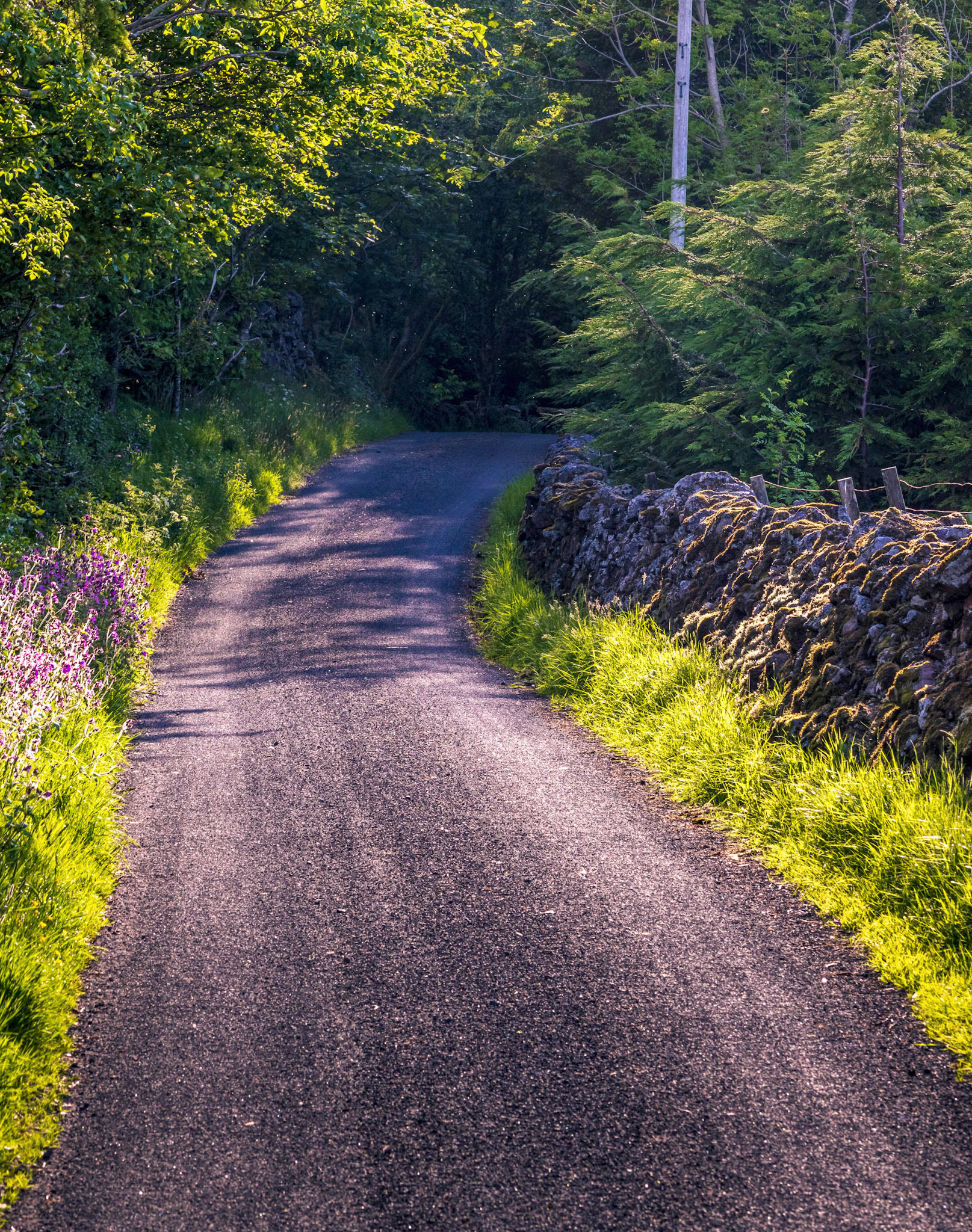 Walking up Bridgend Hill the early morning light was this view of flowers and leaves.
