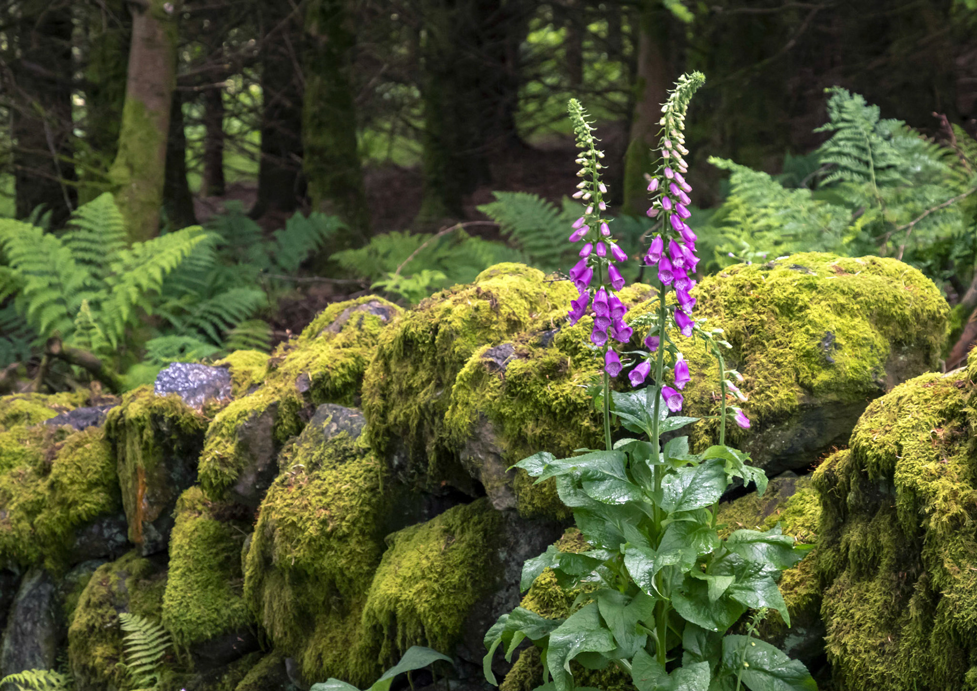 On an early morning walk these Lupins were against a broken down moss covered wall.