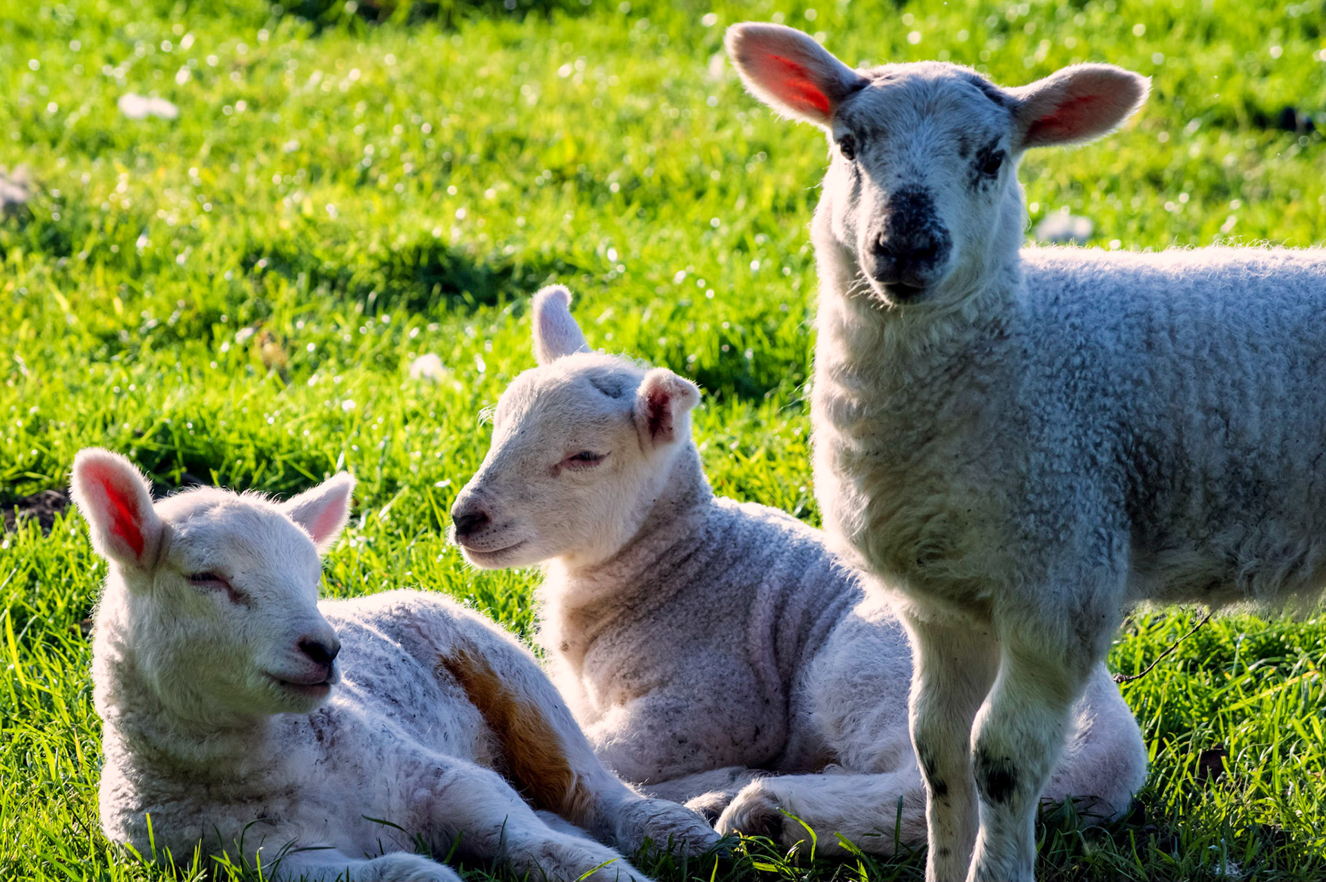 On an early morning I surprised these spring lambs.