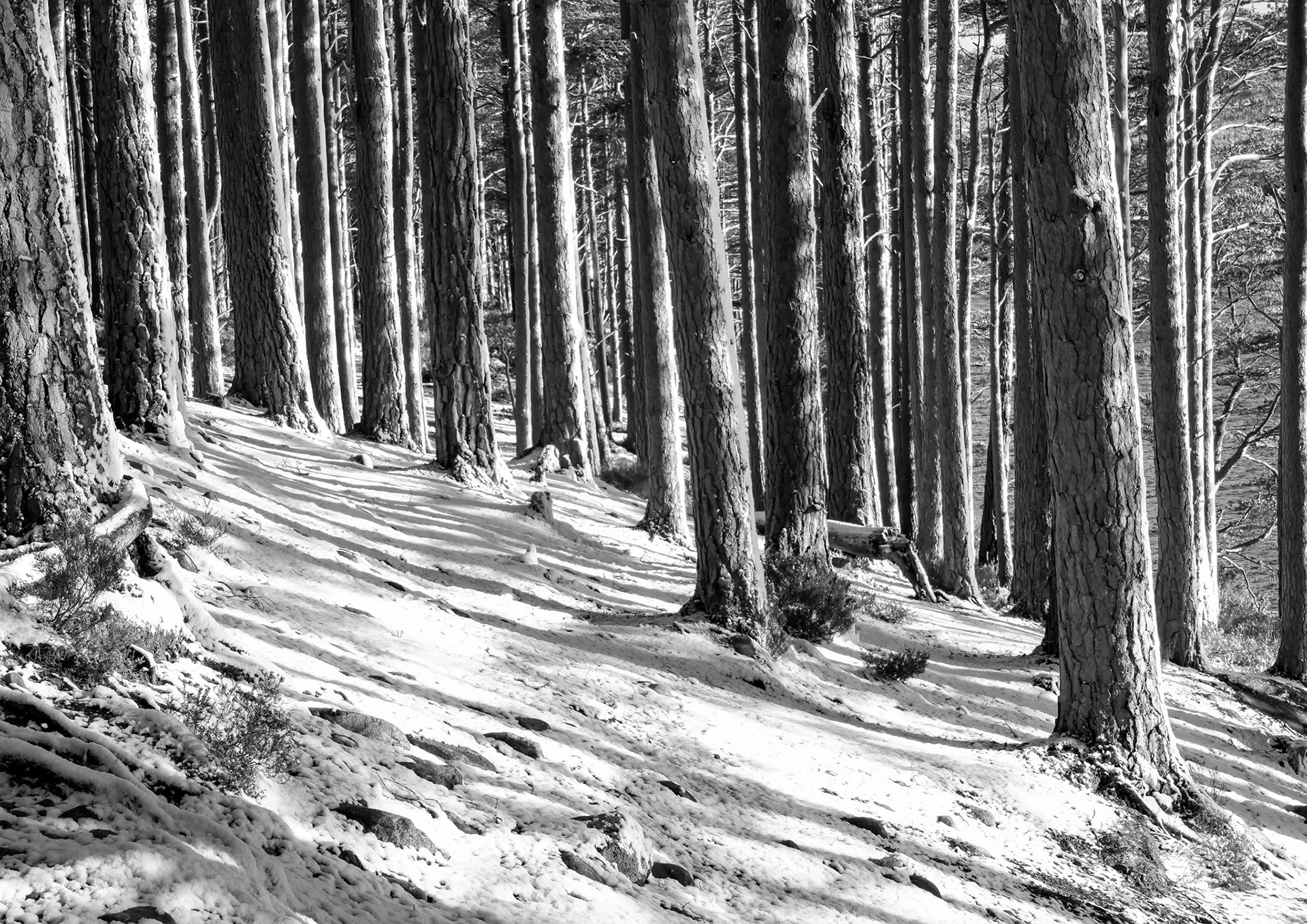 Sun shine through trees in Rothiemurchus Forest on the shore of Loch an Eilein.