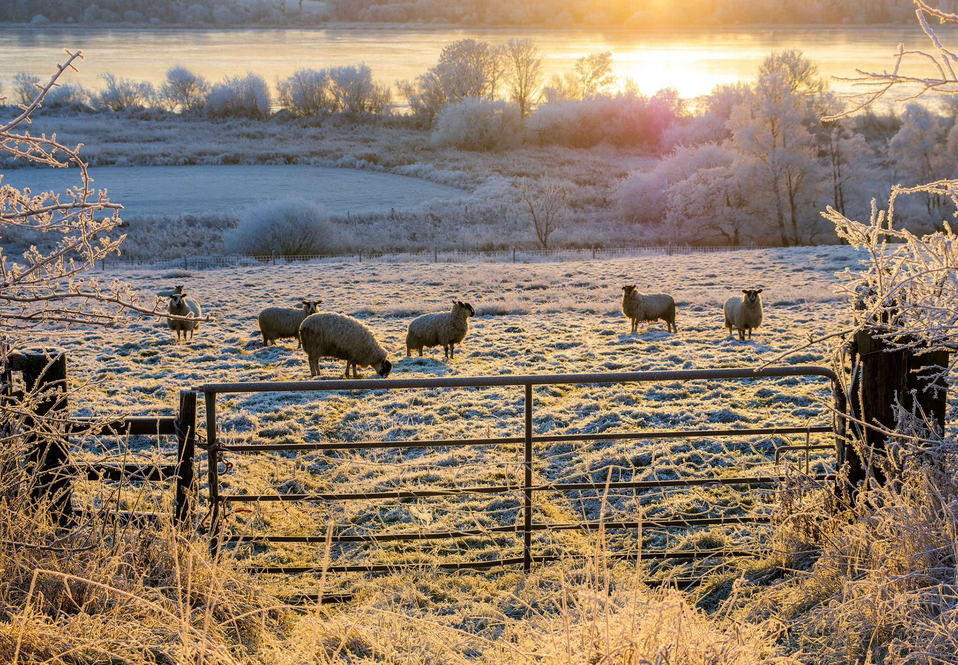 Sheep in a frosty field, Lochwinnoch, Renfrewshire, Scotland.
