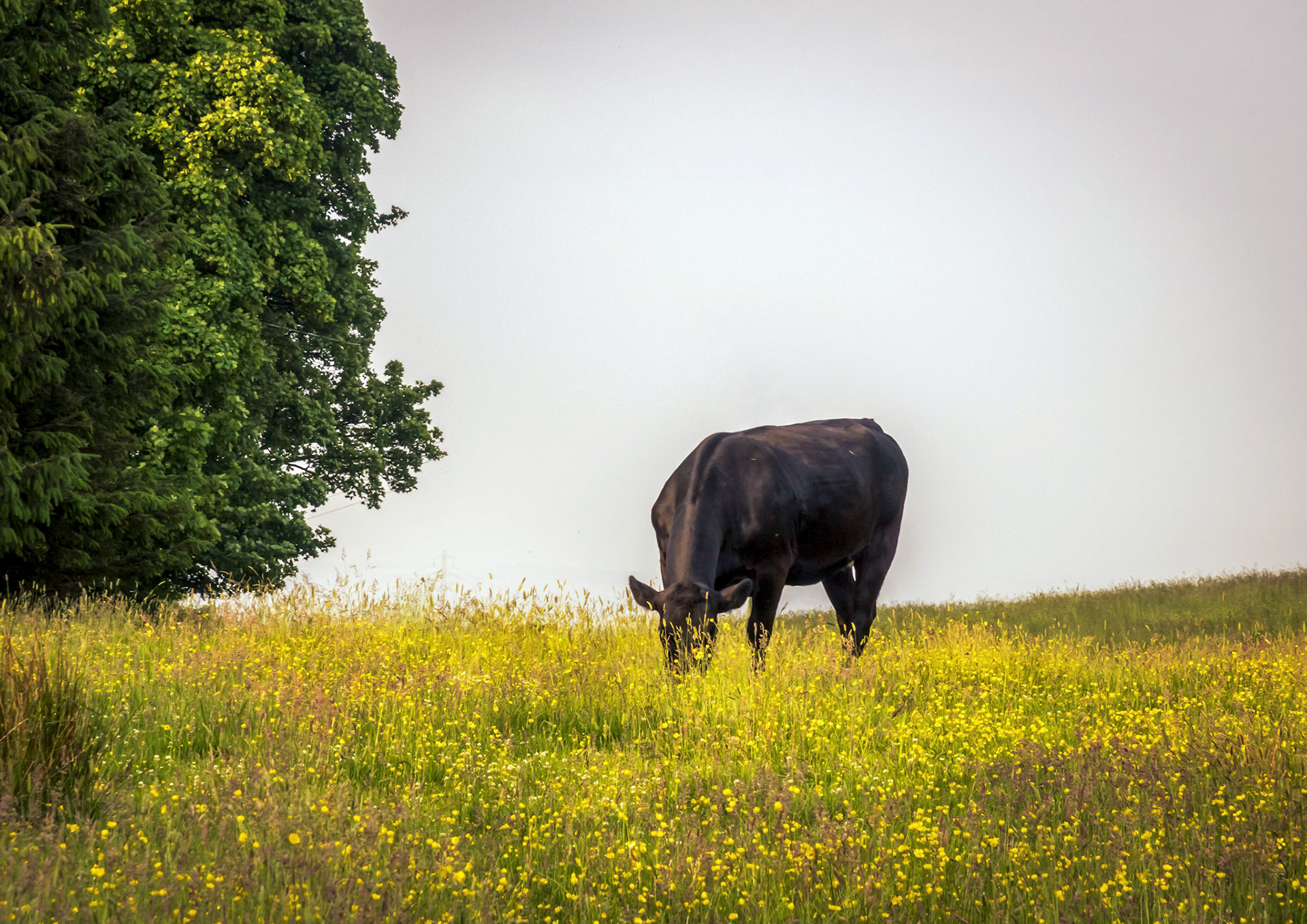 A cow enjoys a early morning munch on some grass and flowers.
