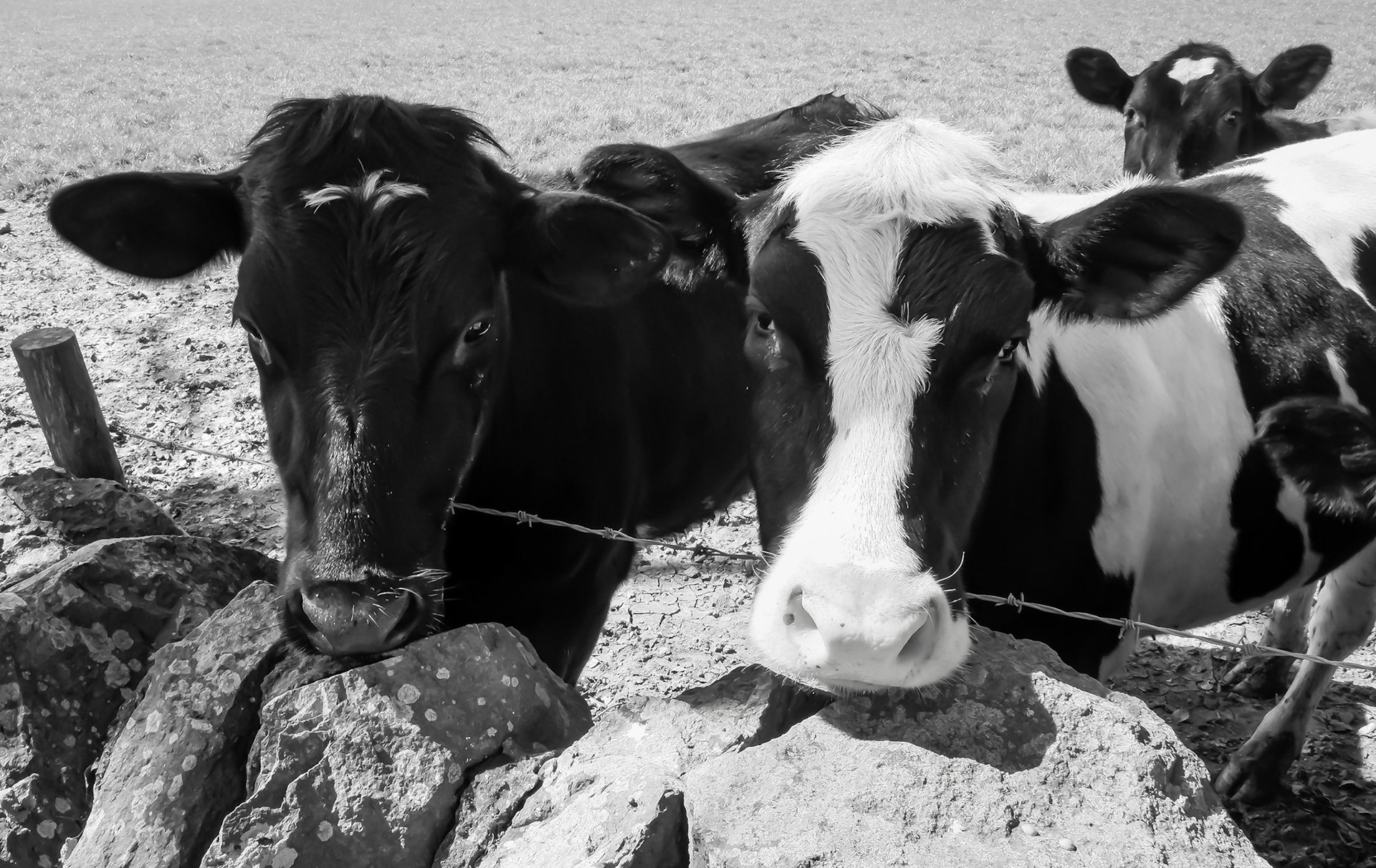 Some cows crowd around to have their picture taken.
