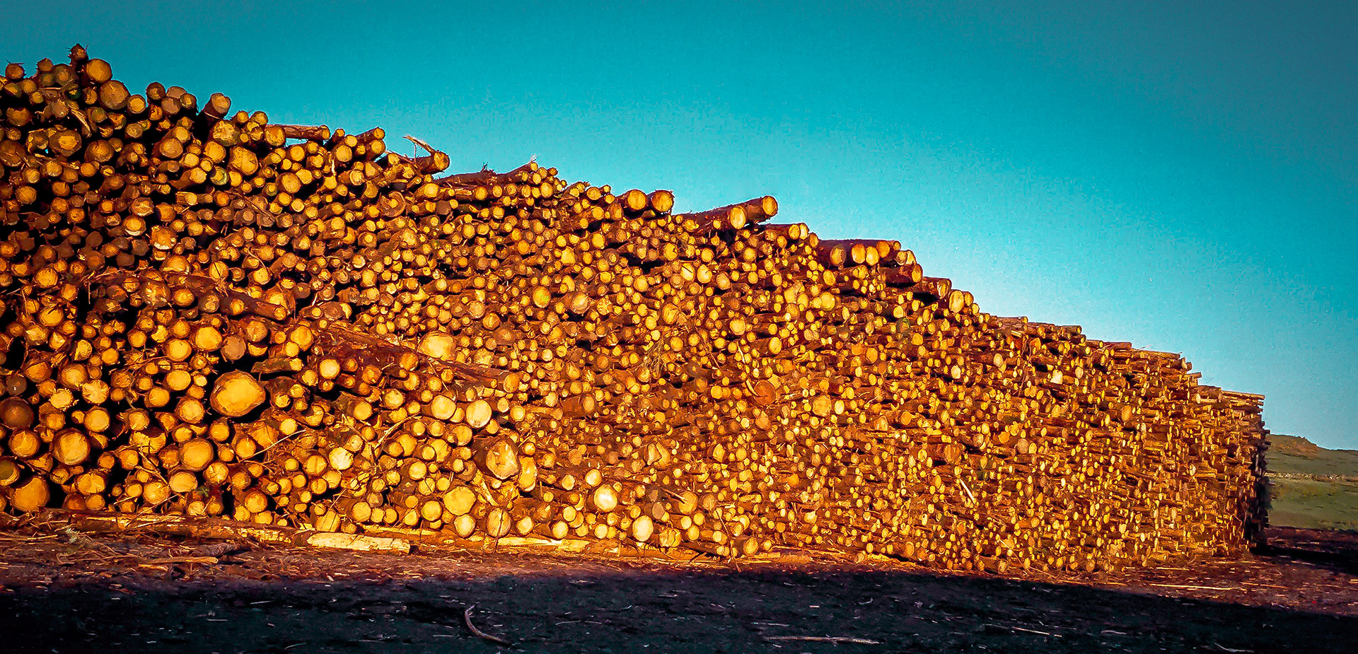 The early morning light srikes a pile of logs waiting to be processed.