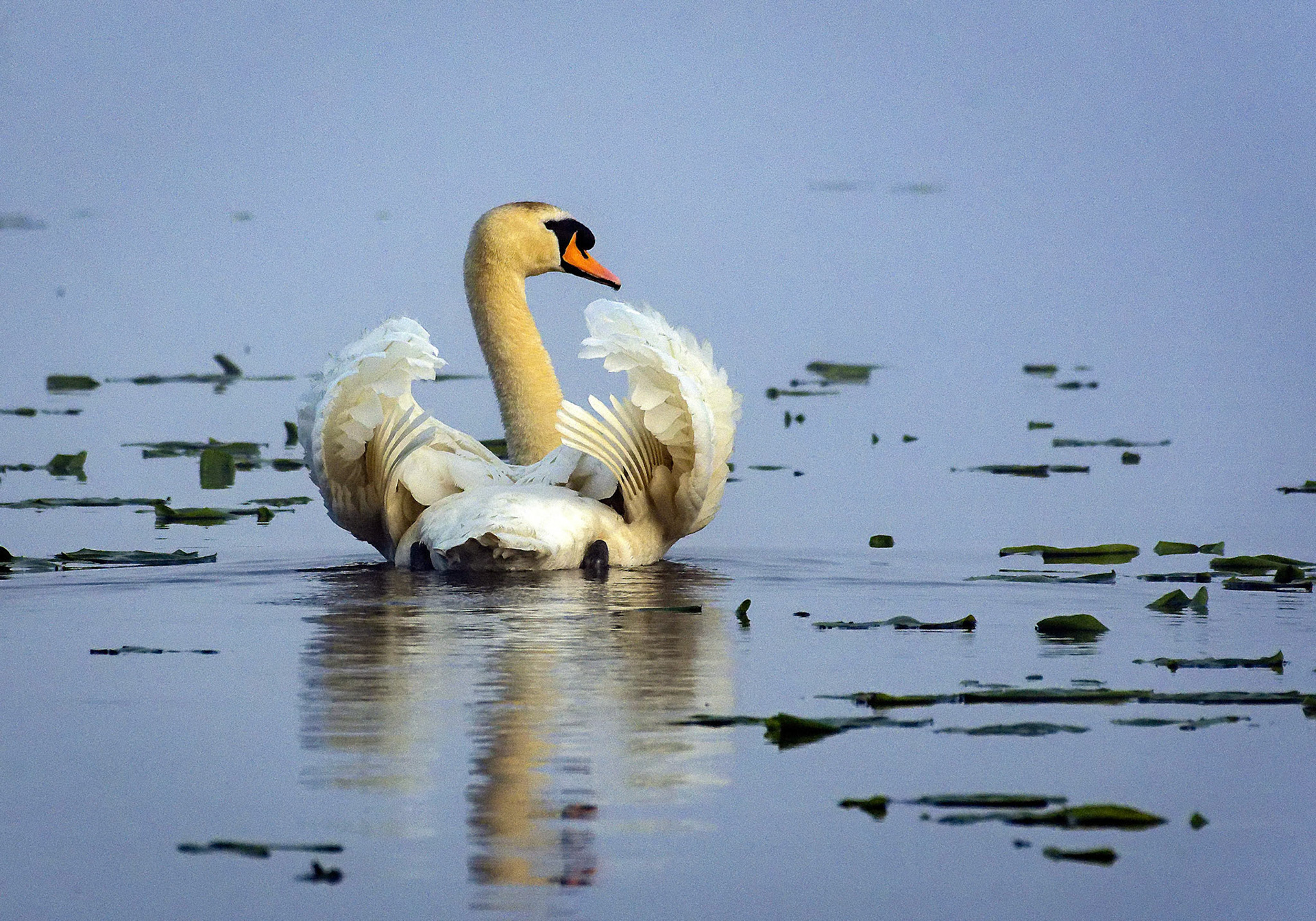 A swan adjusts if wings feathers.