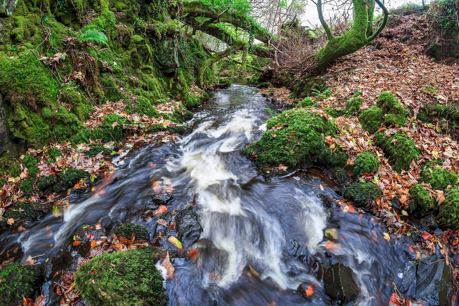 After gaining speed form flowing down a small waterfall a stream flows away quickly.