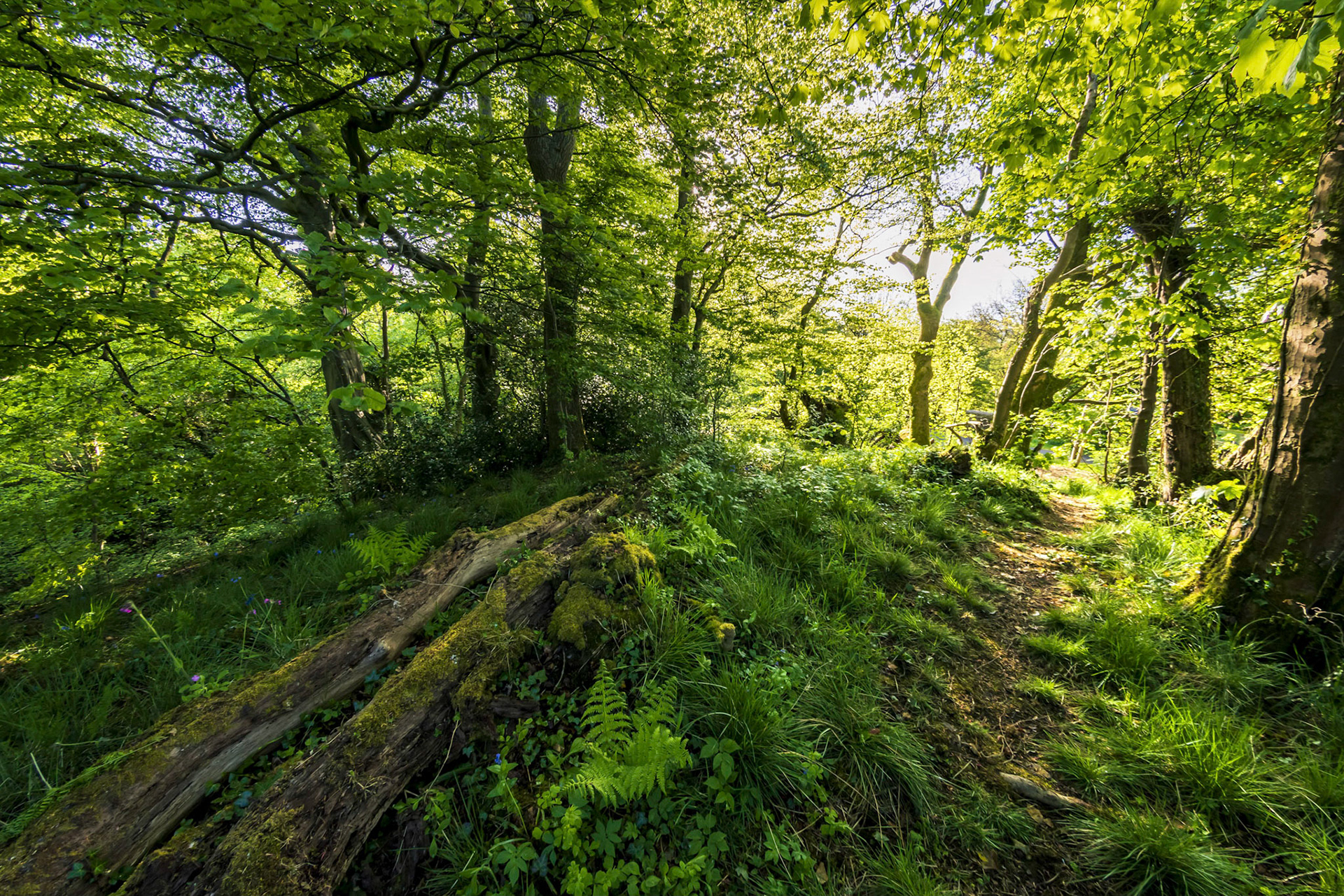 Walking back from an old mill this picture is the view of the path back.