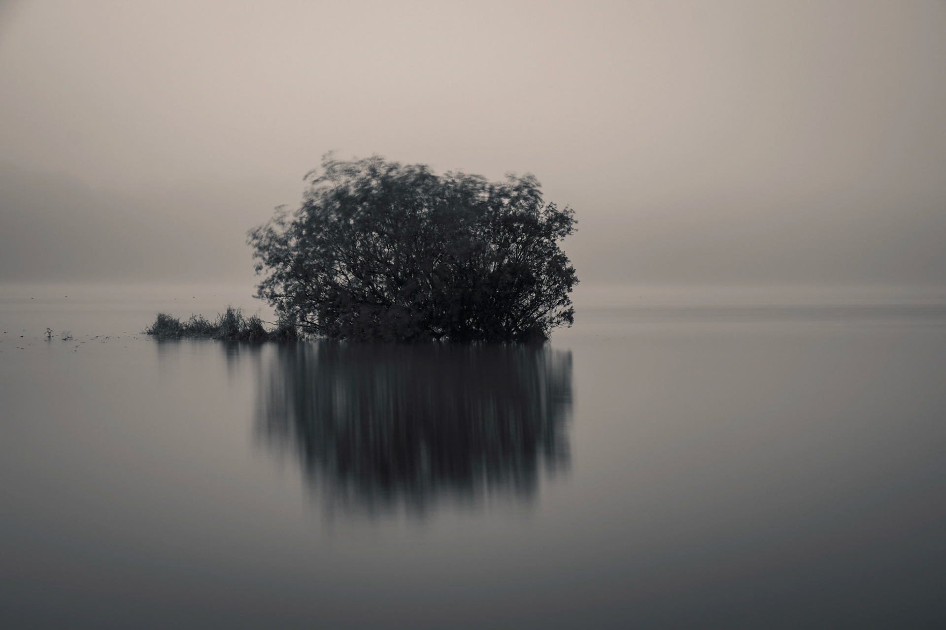 Early on a foggy morning a tree sits in lake waiting for sun to break through.