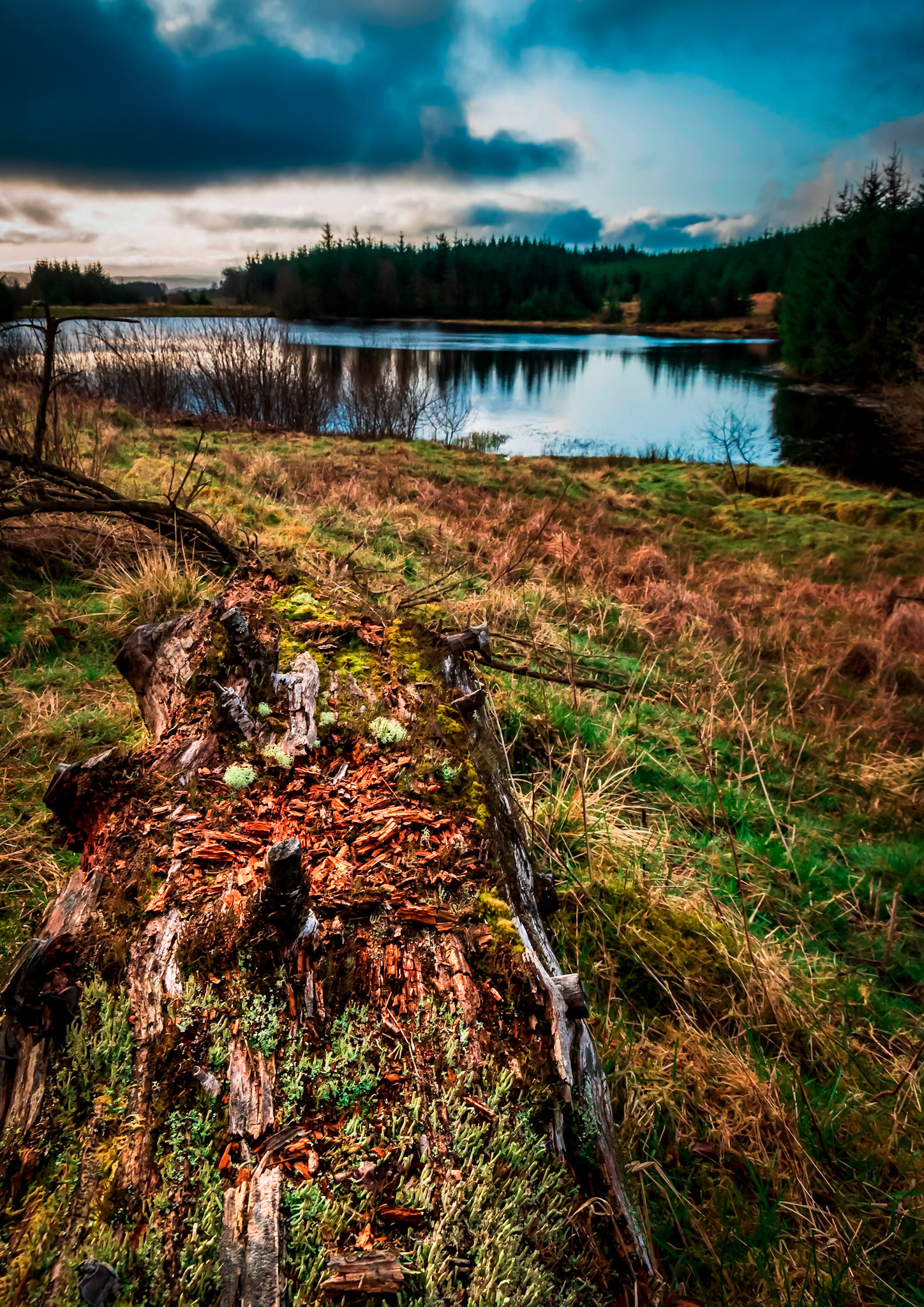 A decomposing log point towards Ladymuir Reservoir in Locherwood and Lady Muir Woodland.
