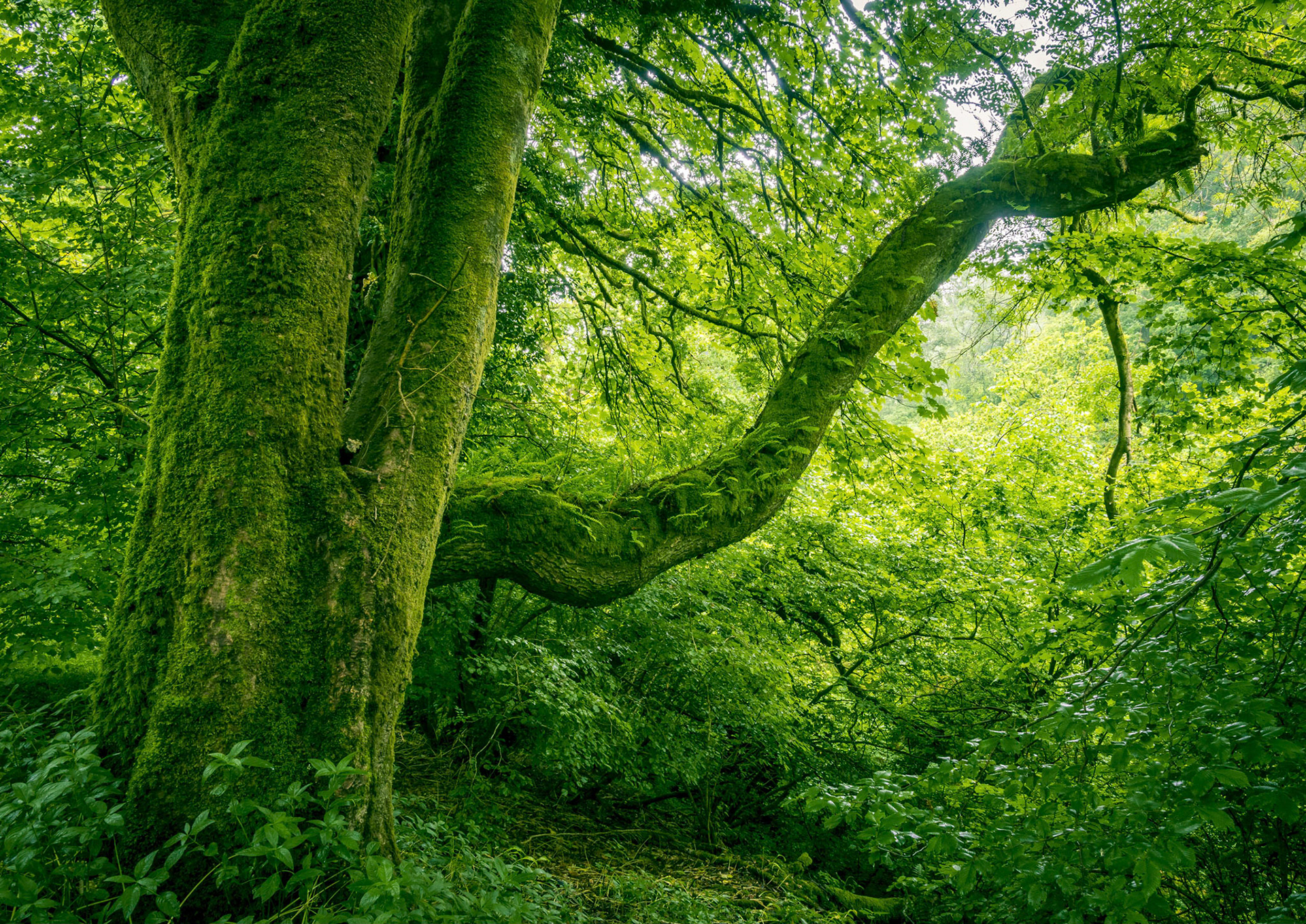 On a wet morning walk through local woodland this strong moss covered tree presented itslef.