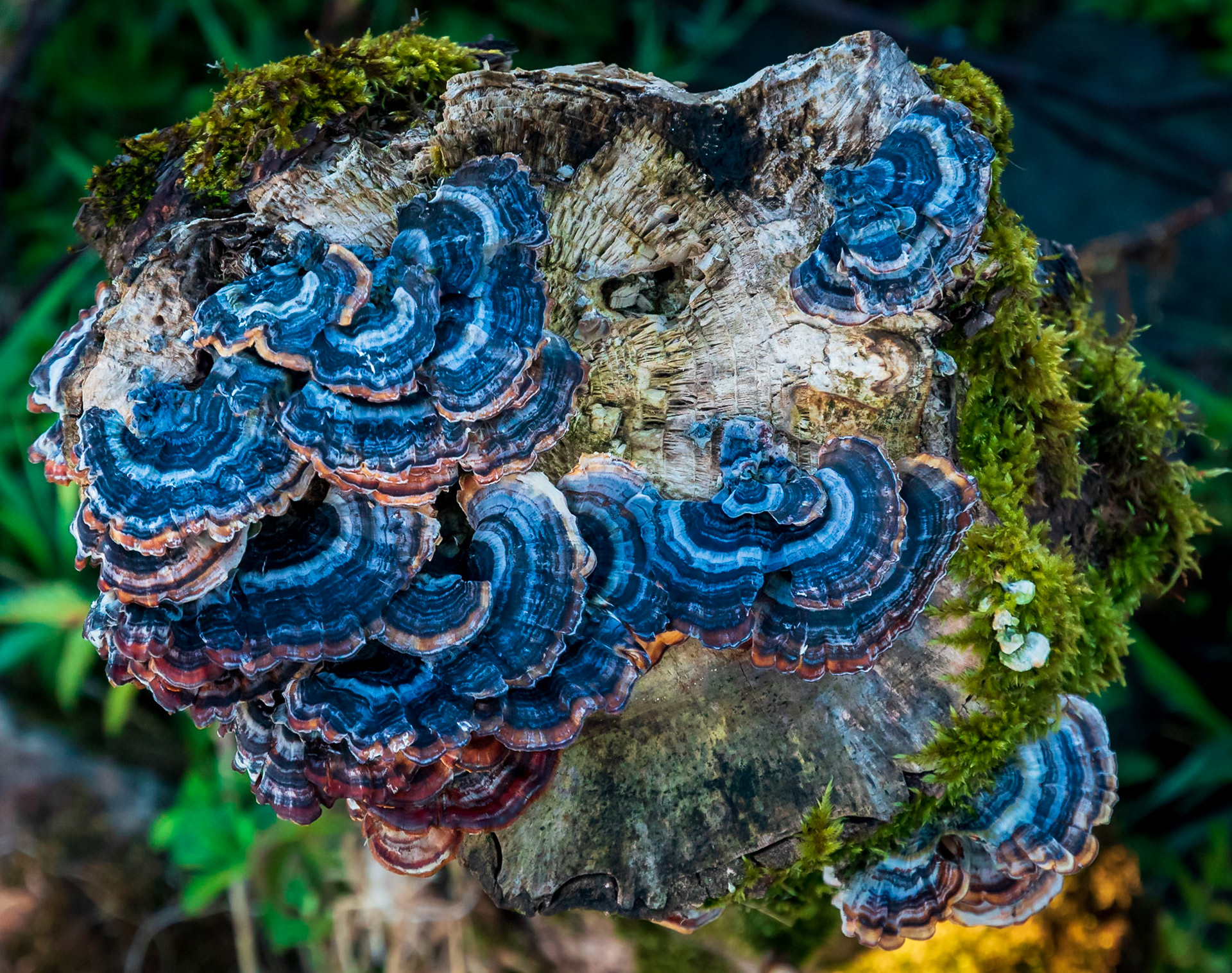 Some colorful Fungus consumes a tree stump.
