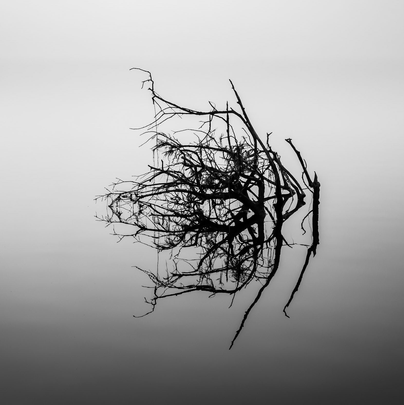 On a early spring day a heavy fog forms on a Scotish loch with a sunken tree sat in it.