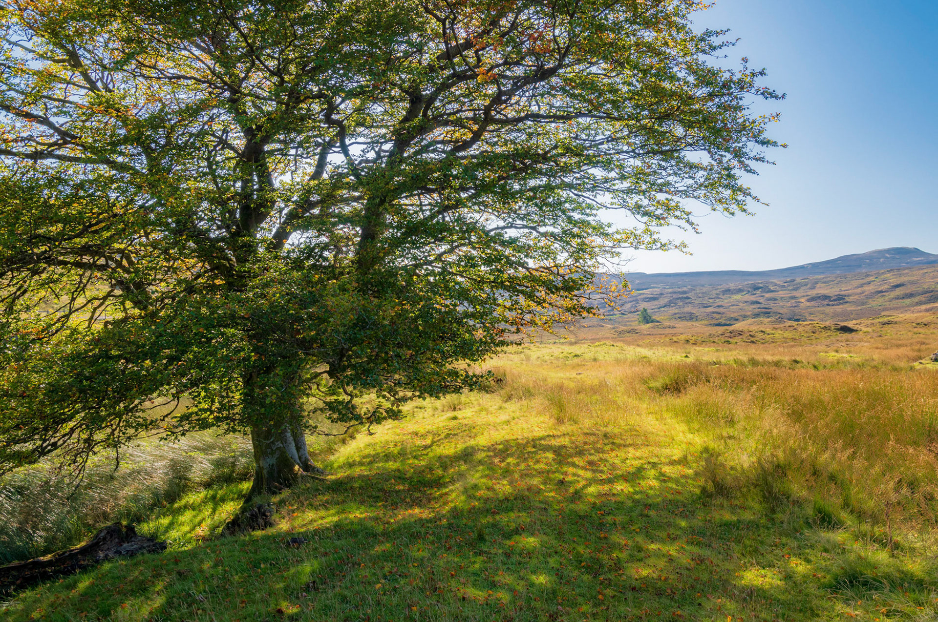 Sunshiny moorland.For a single, wild leaf roars at the old tree stump