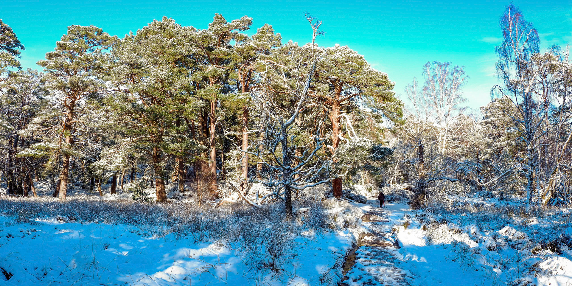 Sun shine through trees in Rothiemurchus Forest on the shore of Loch an Eilein.