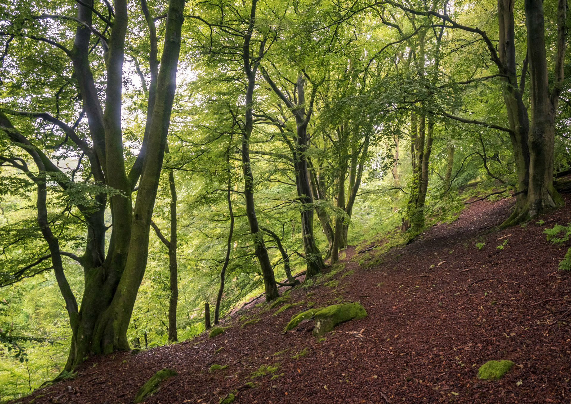 On a wet morning walk through local woodland this backlit clearing presented itself.