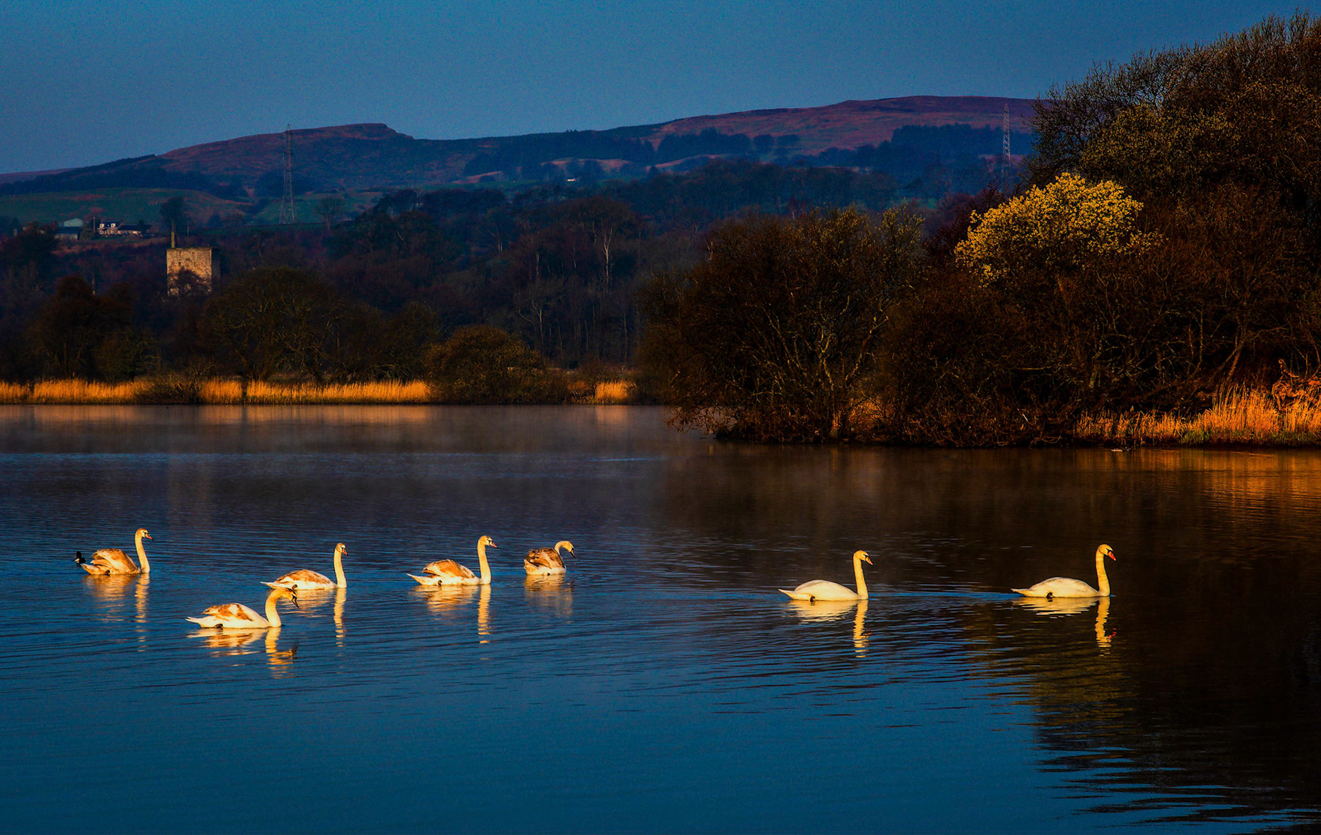 A family of swans cross a Scotish lake.