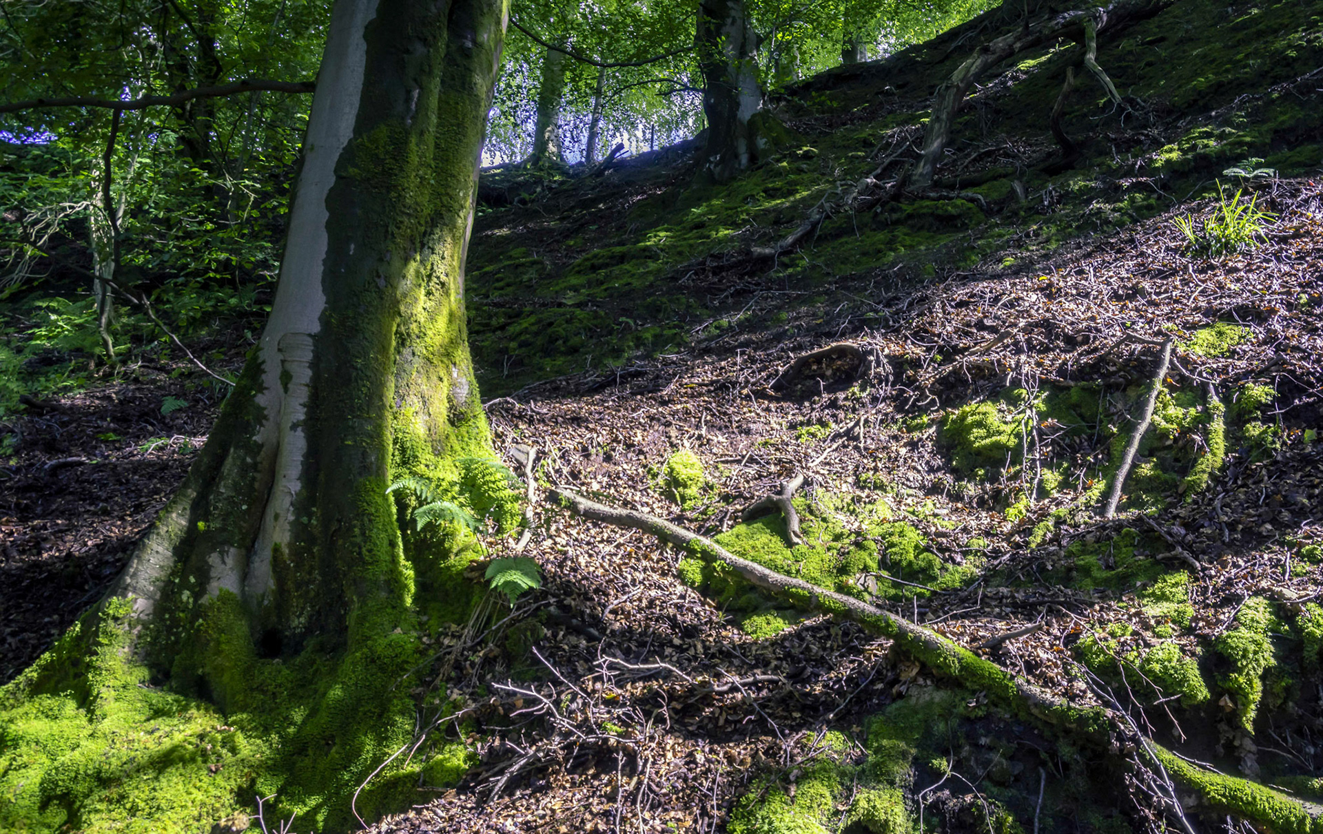 On one of the banks or the river Maich Water, this side is in the Renfrewshire side near Lochwinnoch.