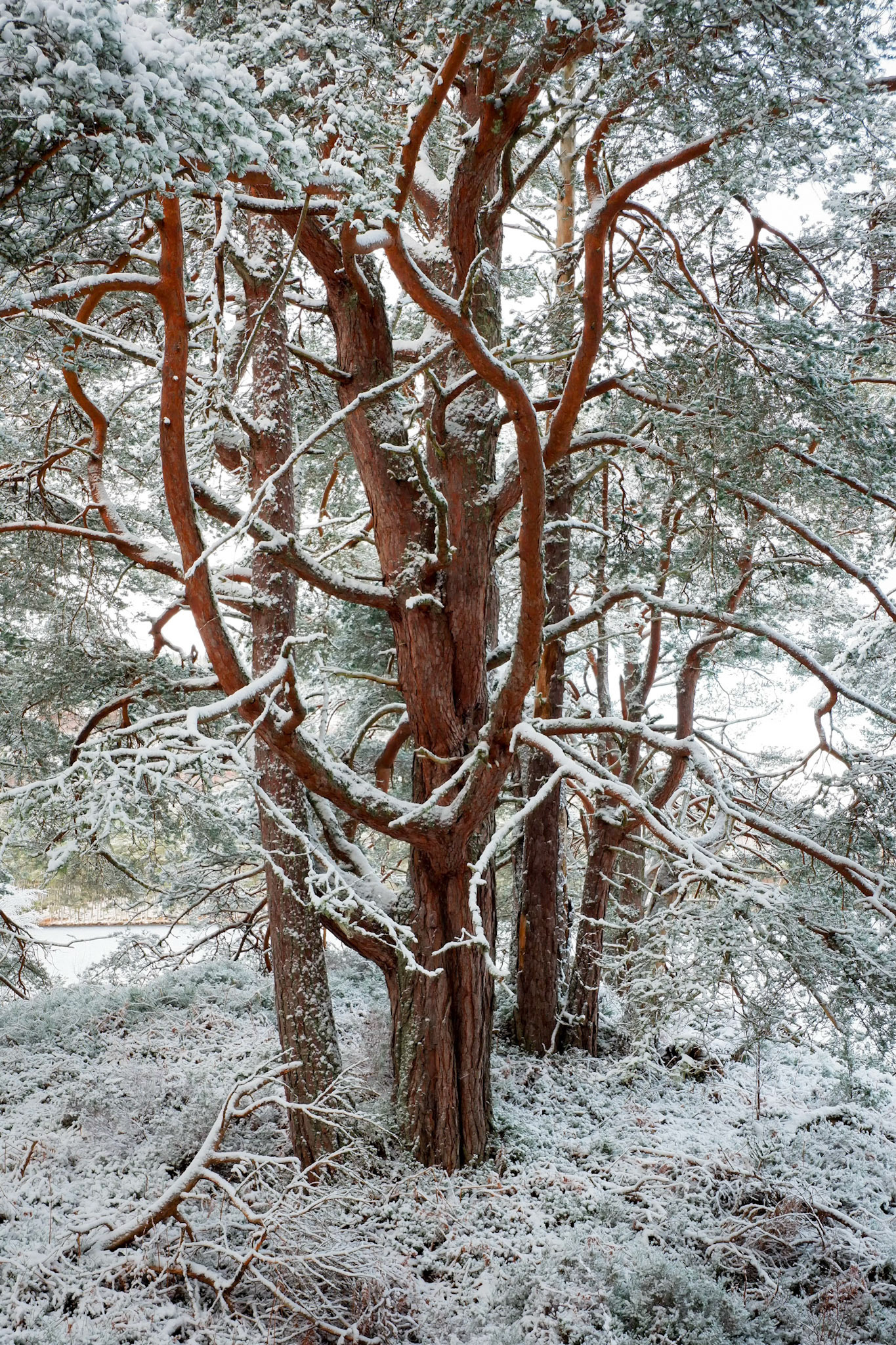 Snow covered trees in Rothiemurchus Forest on the shore of Loch an Eilein.