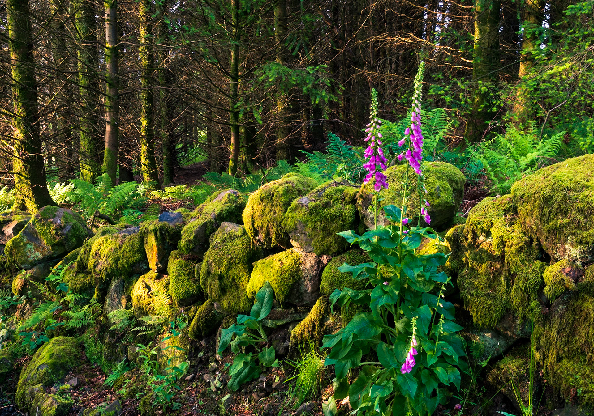 Early morning walk leads to this moss covered brocken down wall and foxgloves.